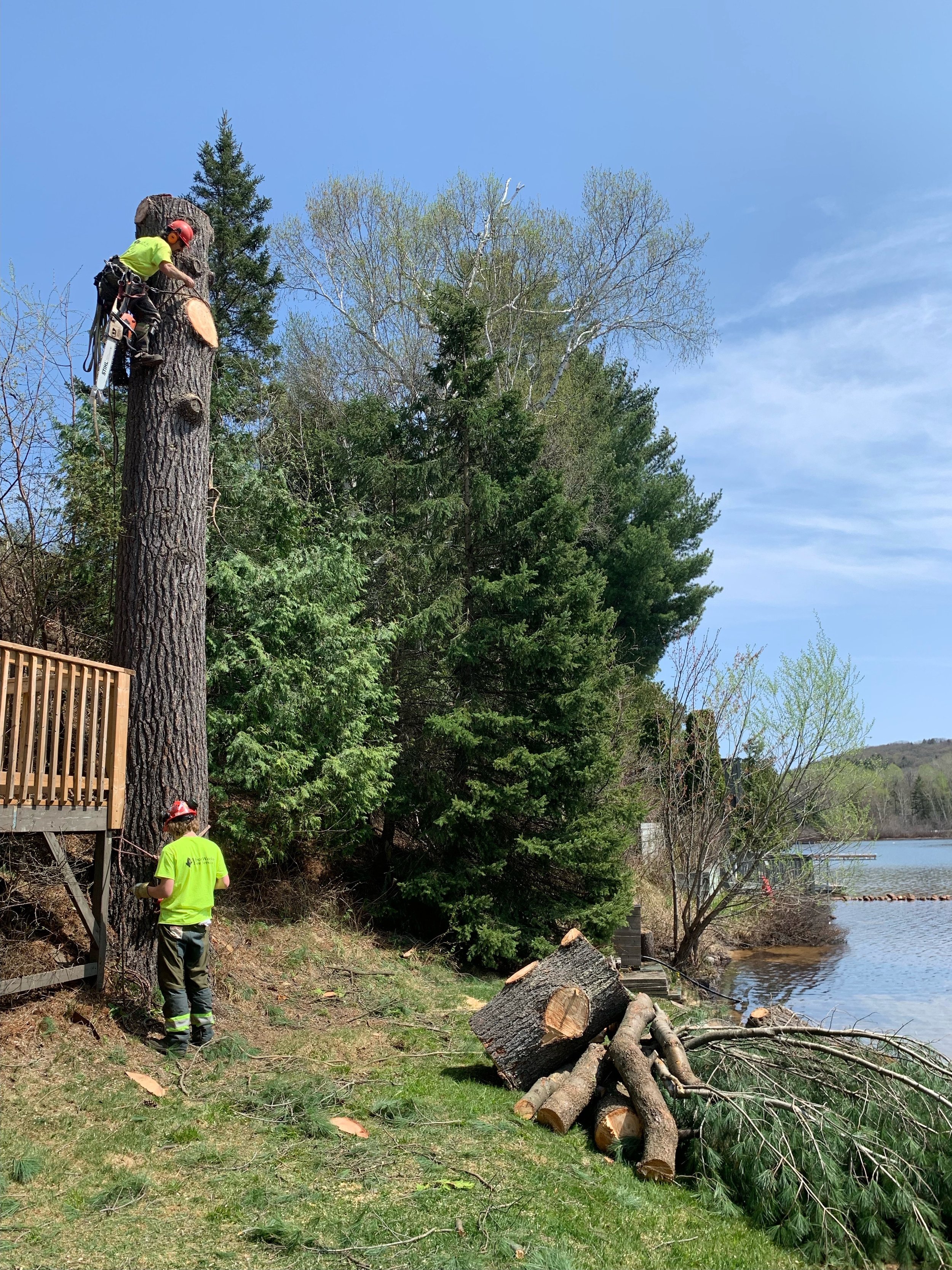 Climing lg pine removal.jpg