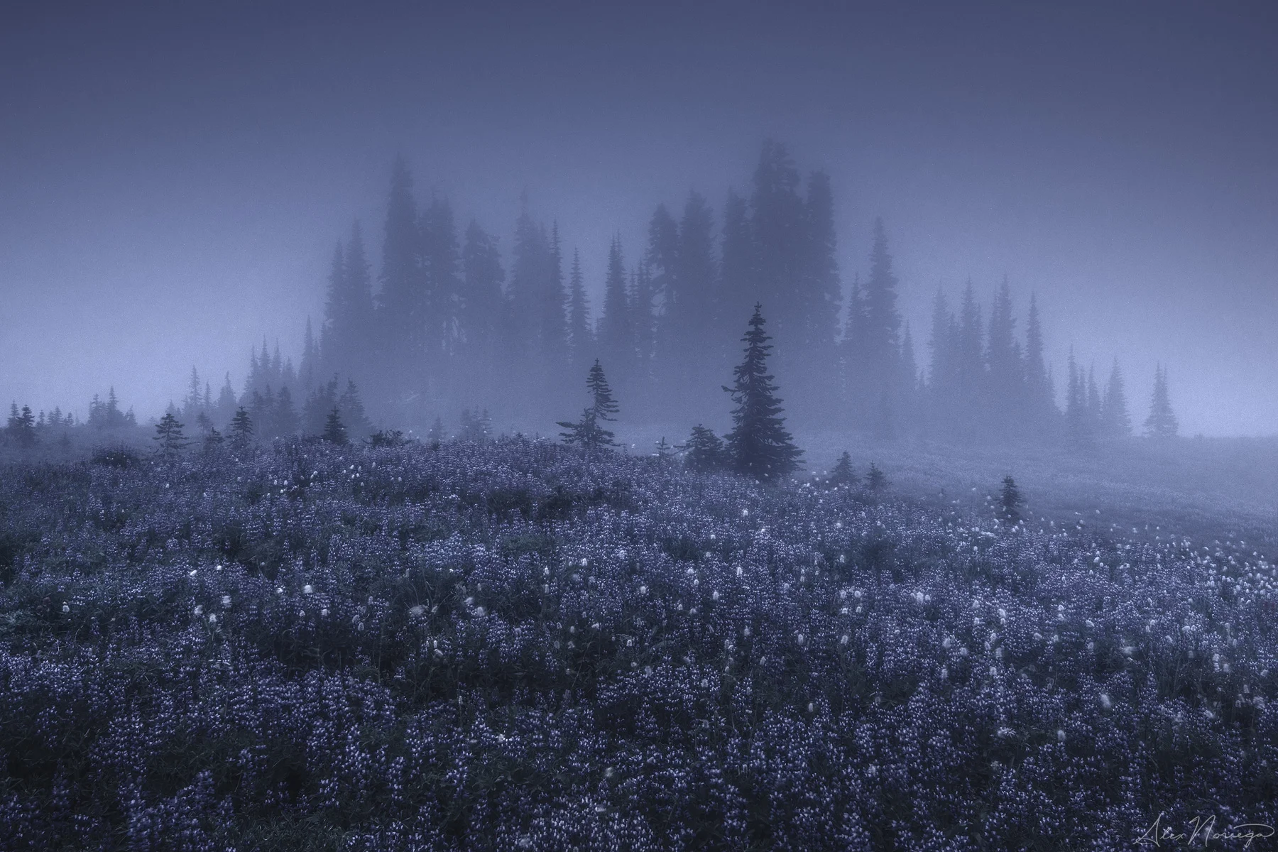 The Blind Forest