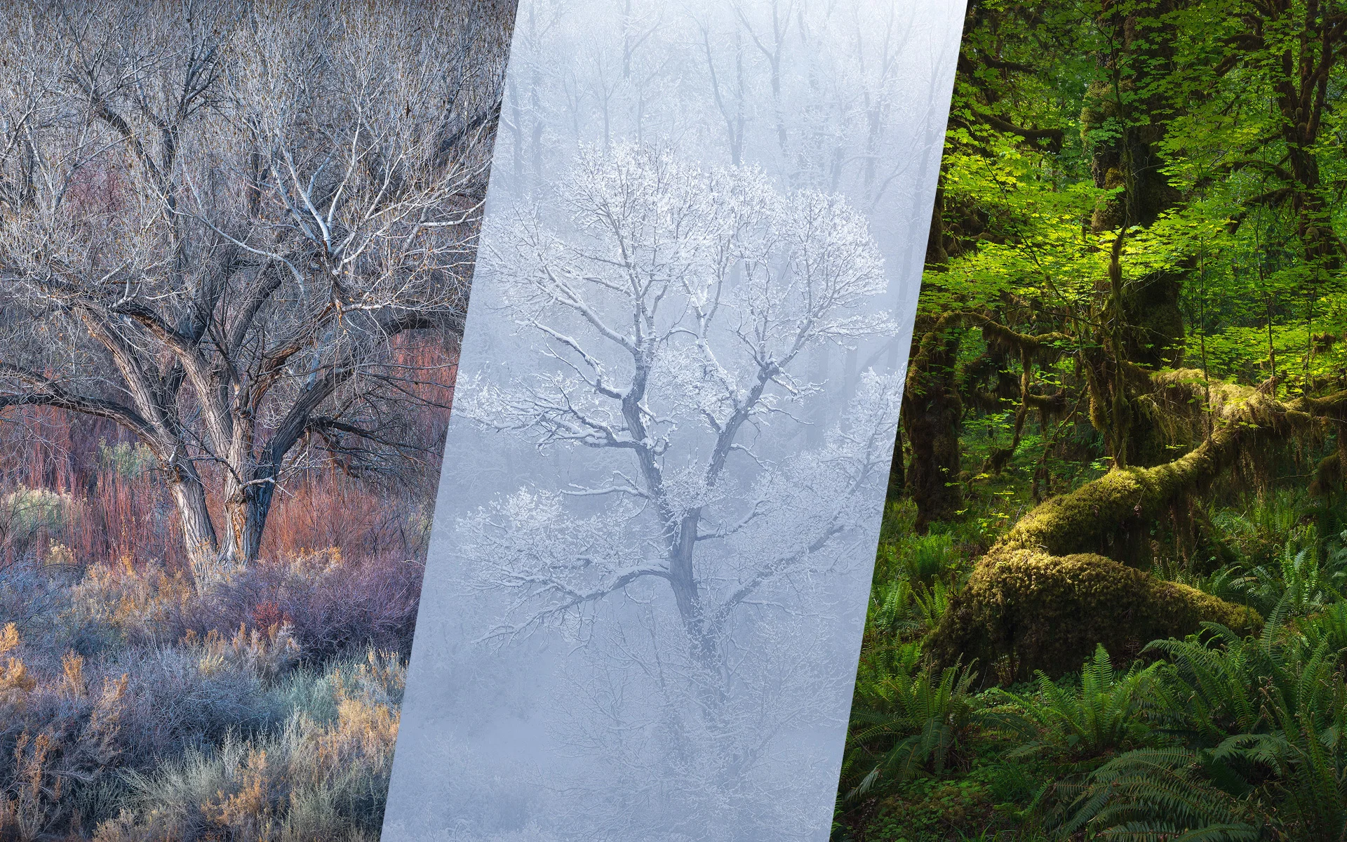 NEW TUTORIAL - THREE TREES