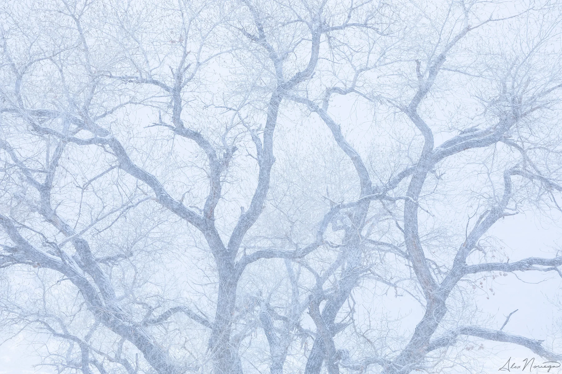 Winterwood