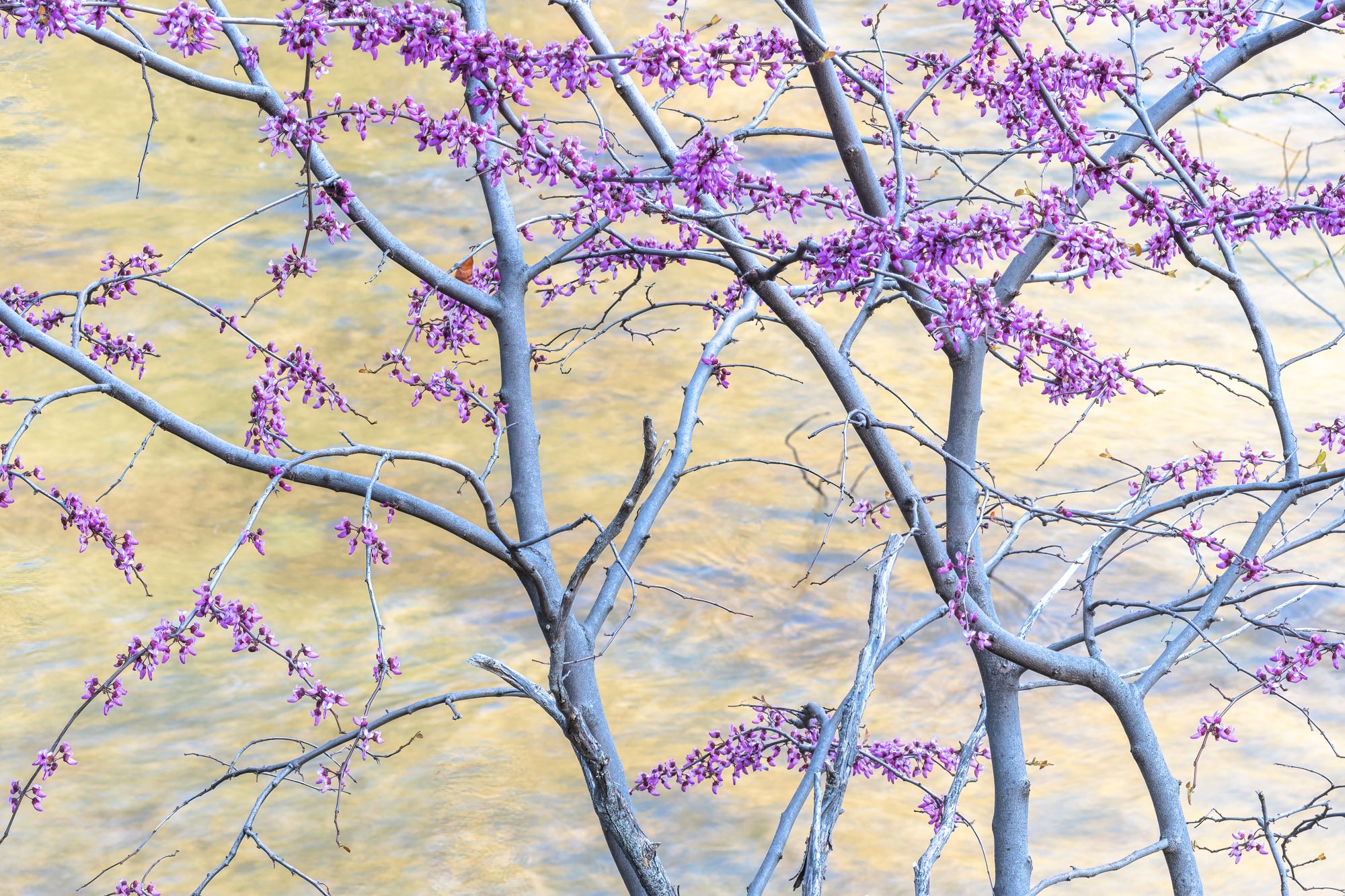 Redbud and Merced River, William Neill