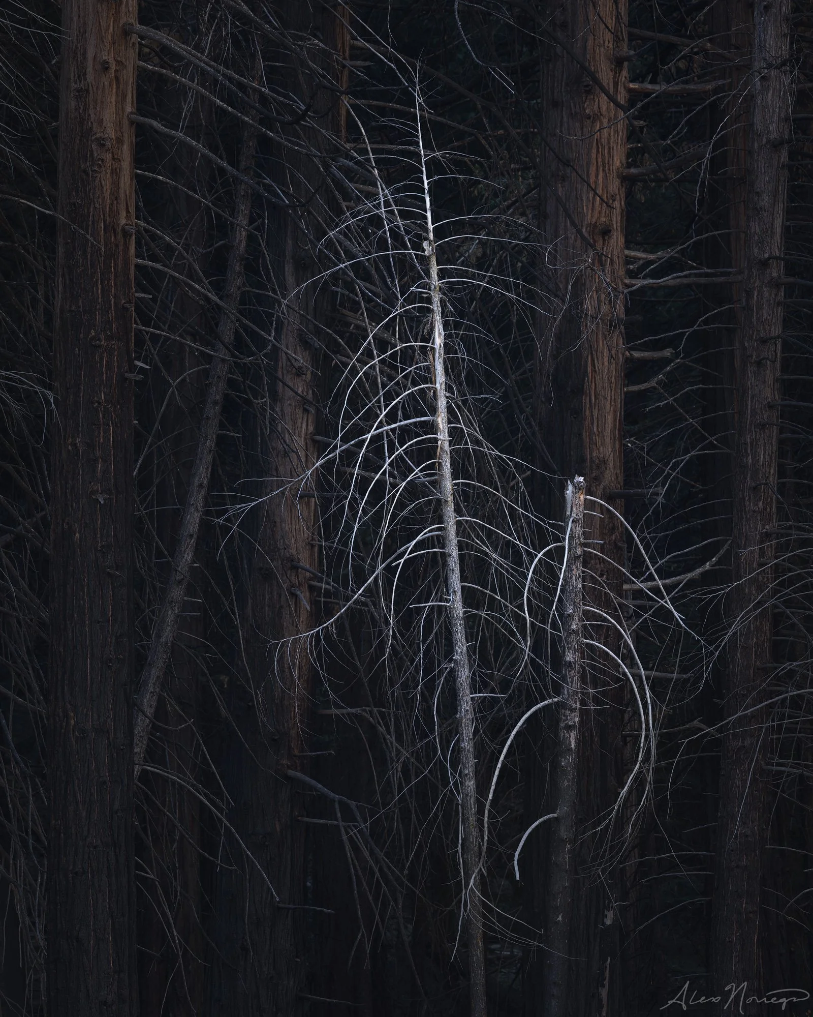 Remnants
