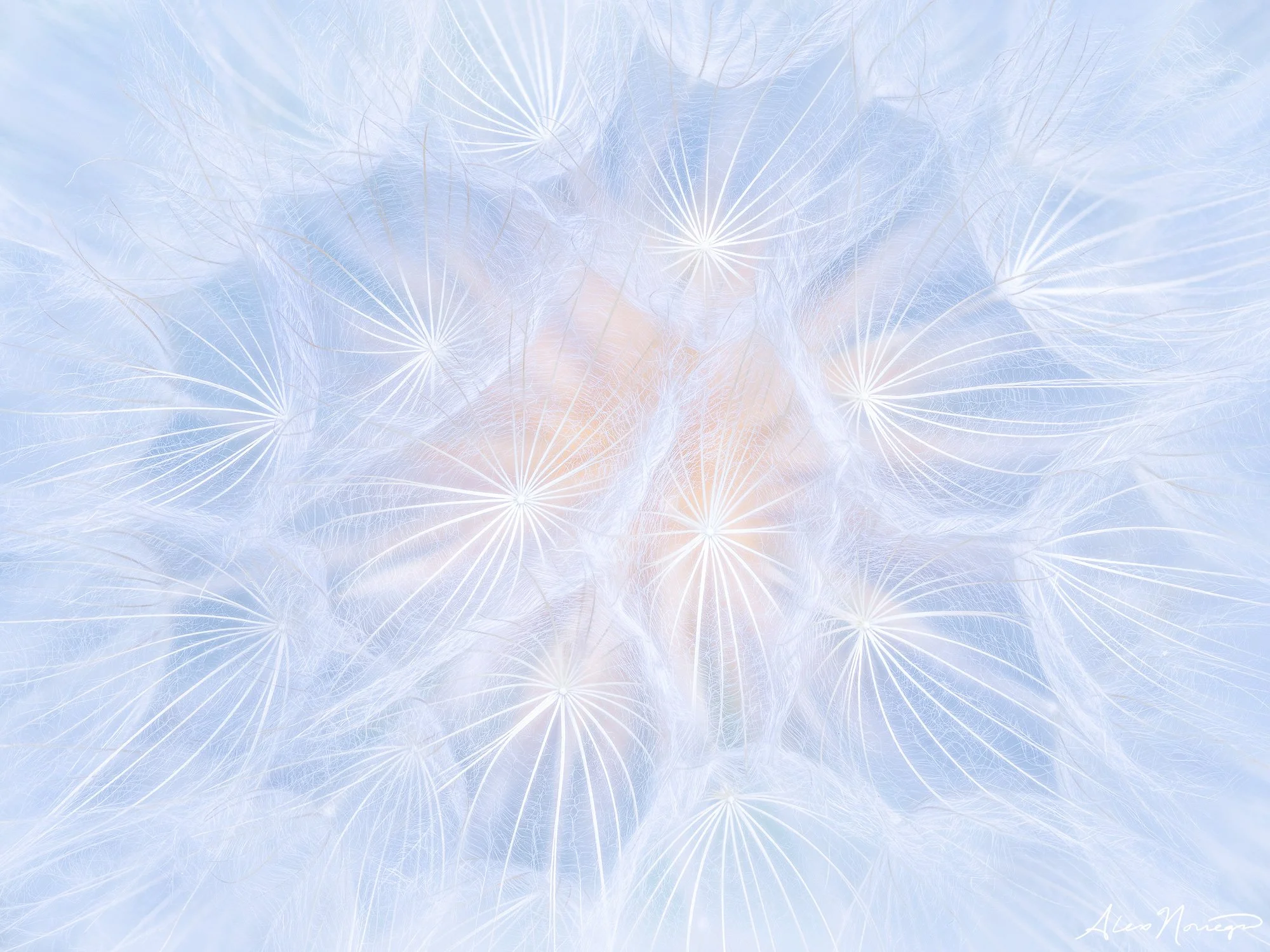 Pharloom