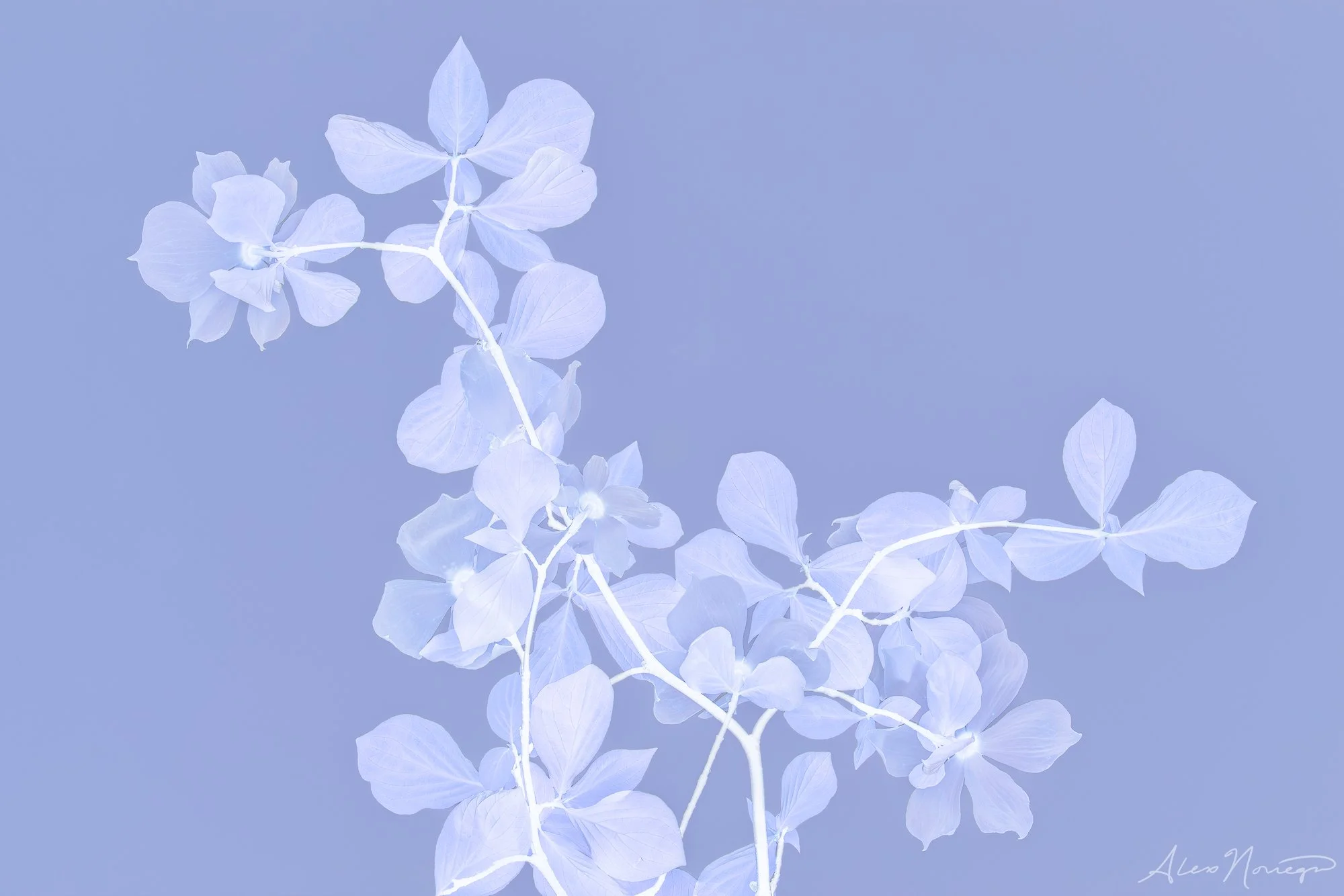 Lavenderotype