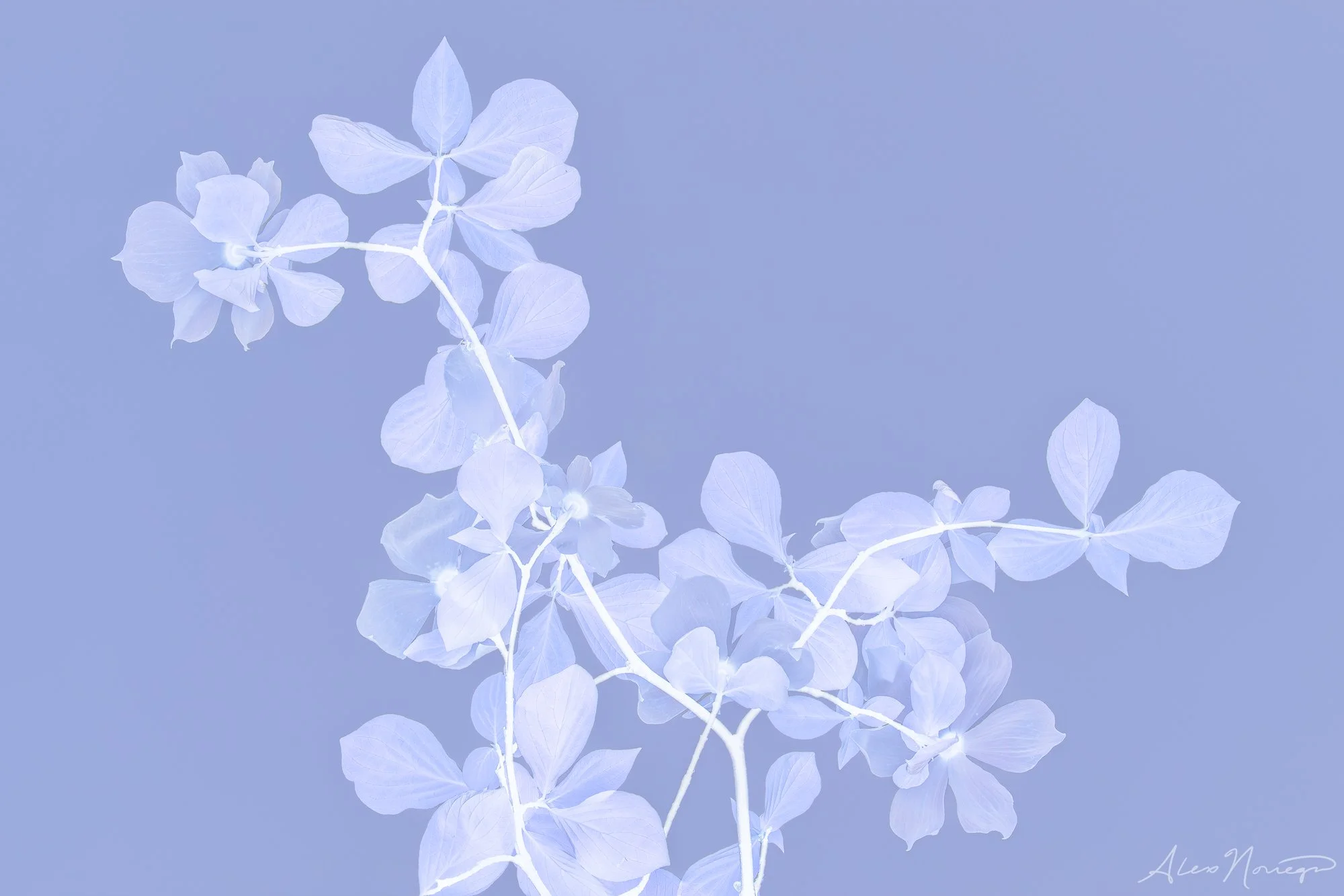 Lavenderotype