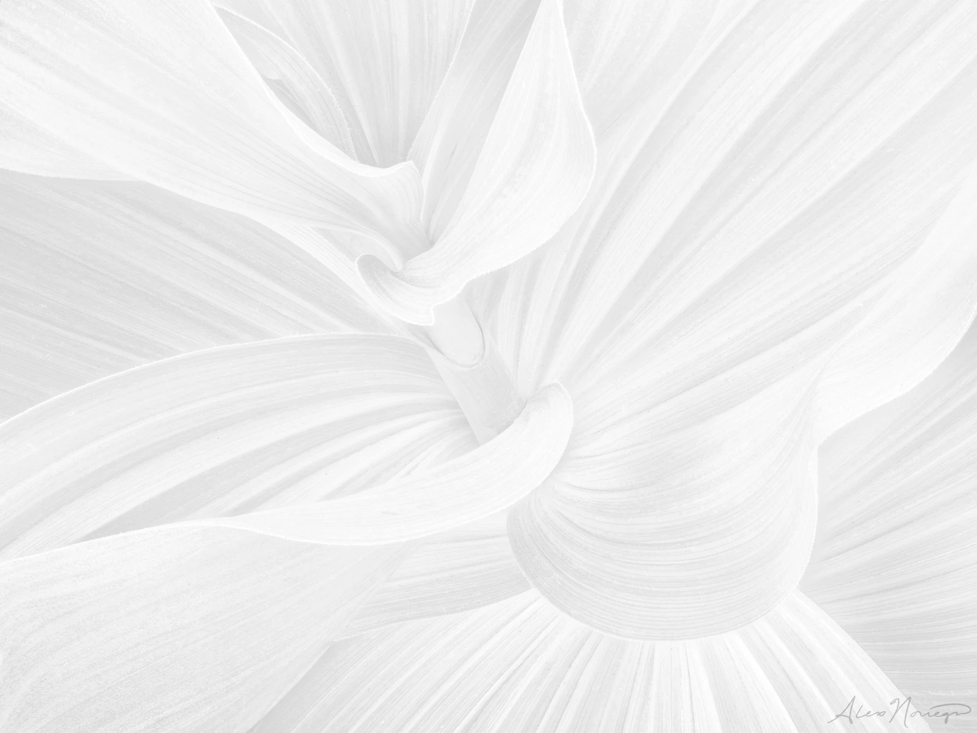 Wings of Ivory