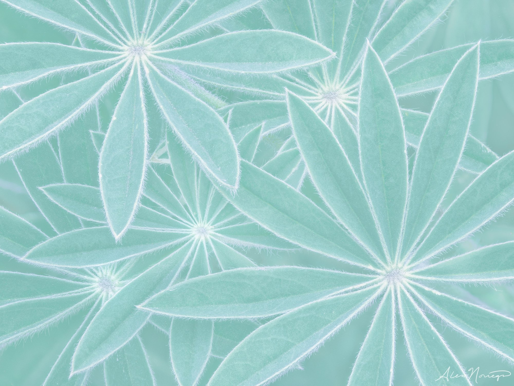 Veiled Stars