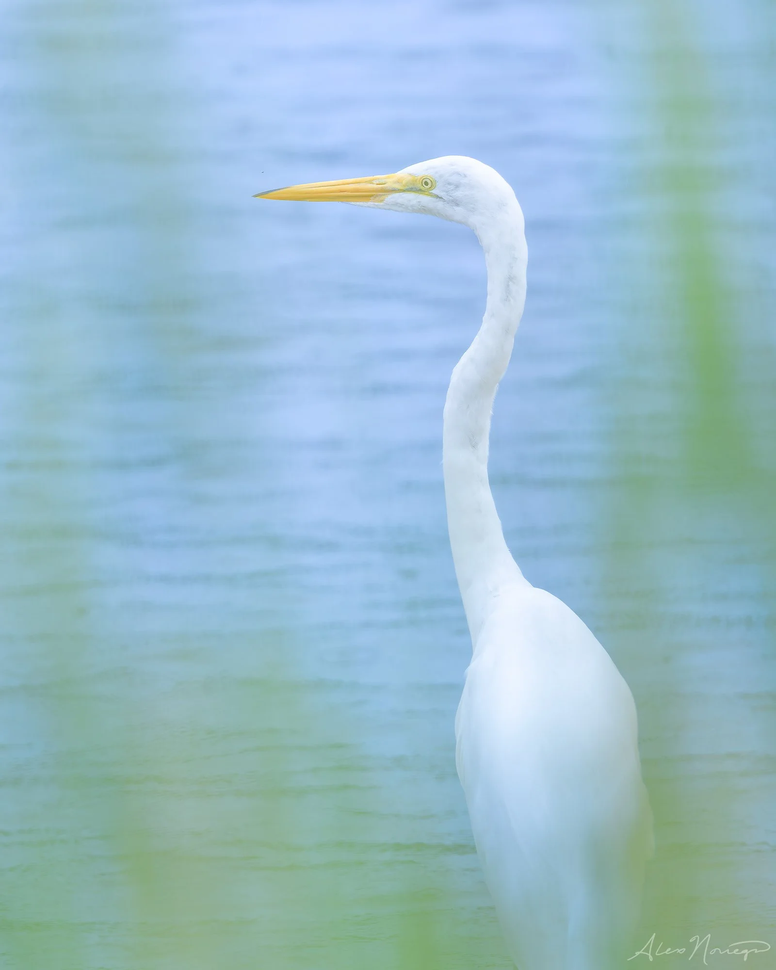 _APN7046-Edit-sharpened.jpg