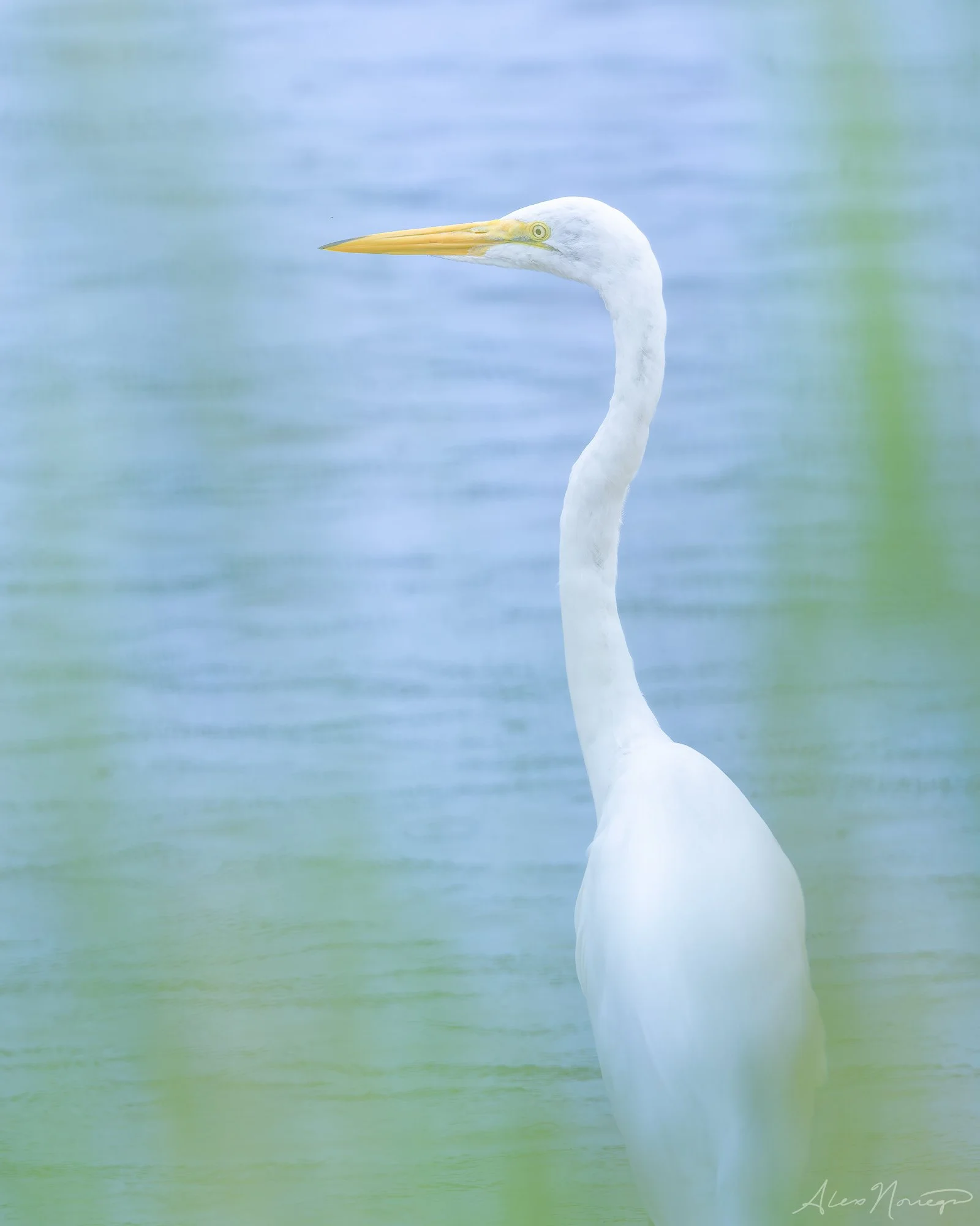 Glimpse of Grace
