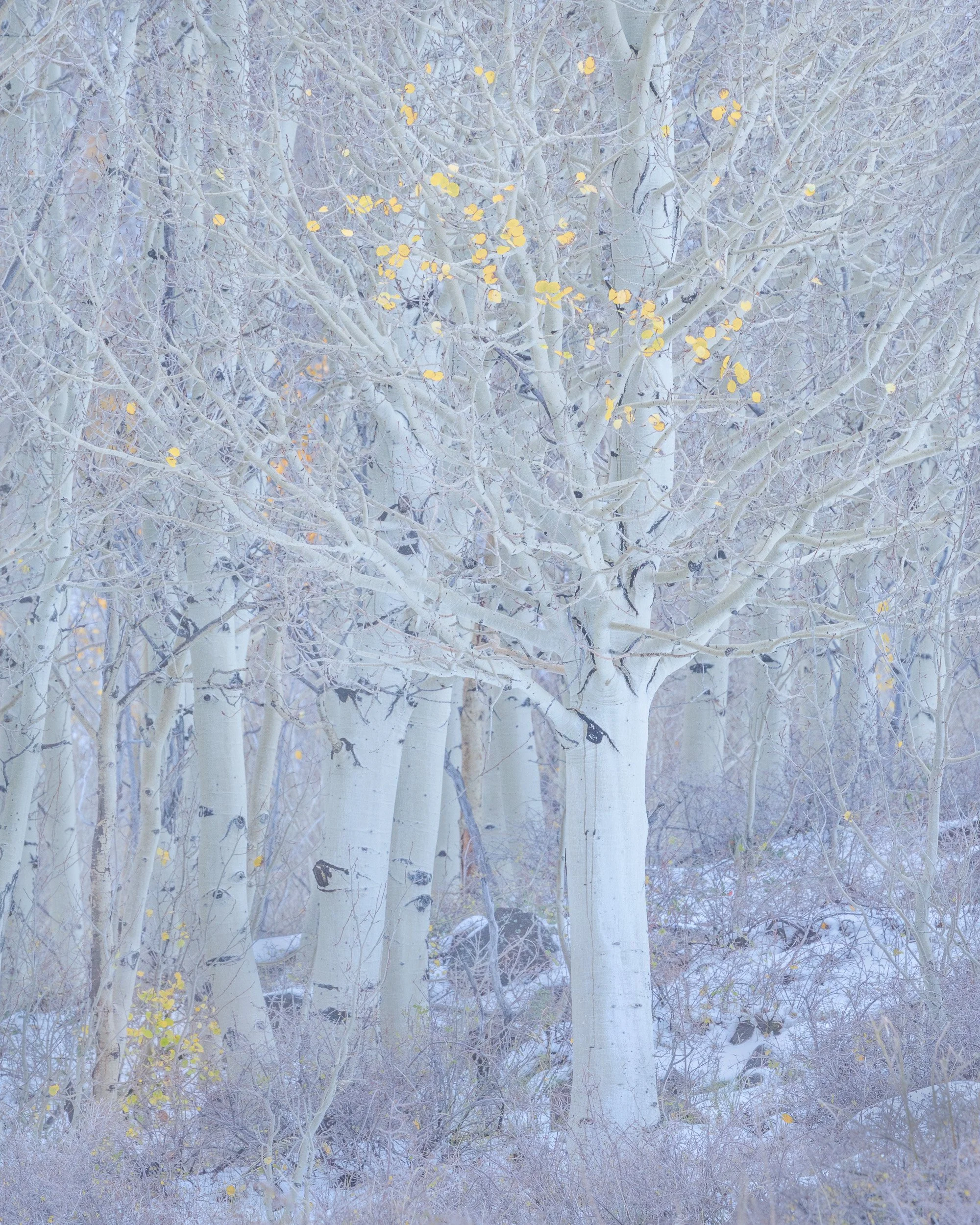 _APN0602.jpg
