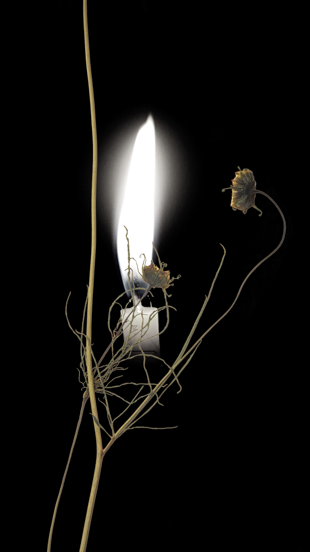 Michèle SaintMichel Grief is an Origami Swan