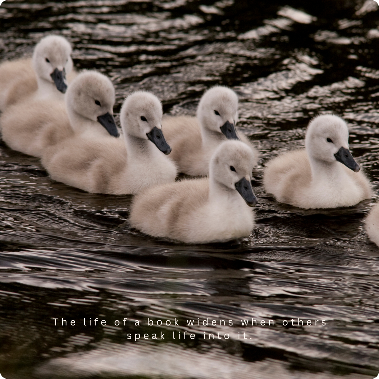 A line of cygnets swimming together in a pond, symbolizing tenderness, growth, and collective movement through time.