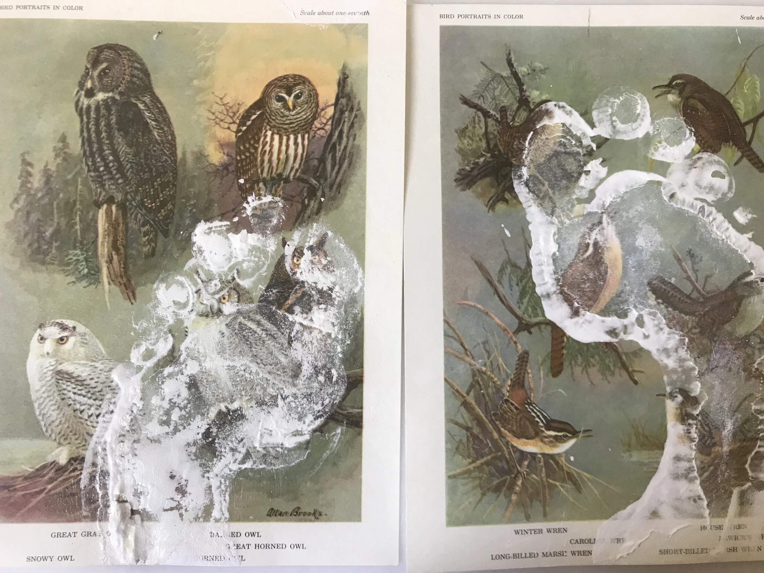 Walk in the woods.jpg