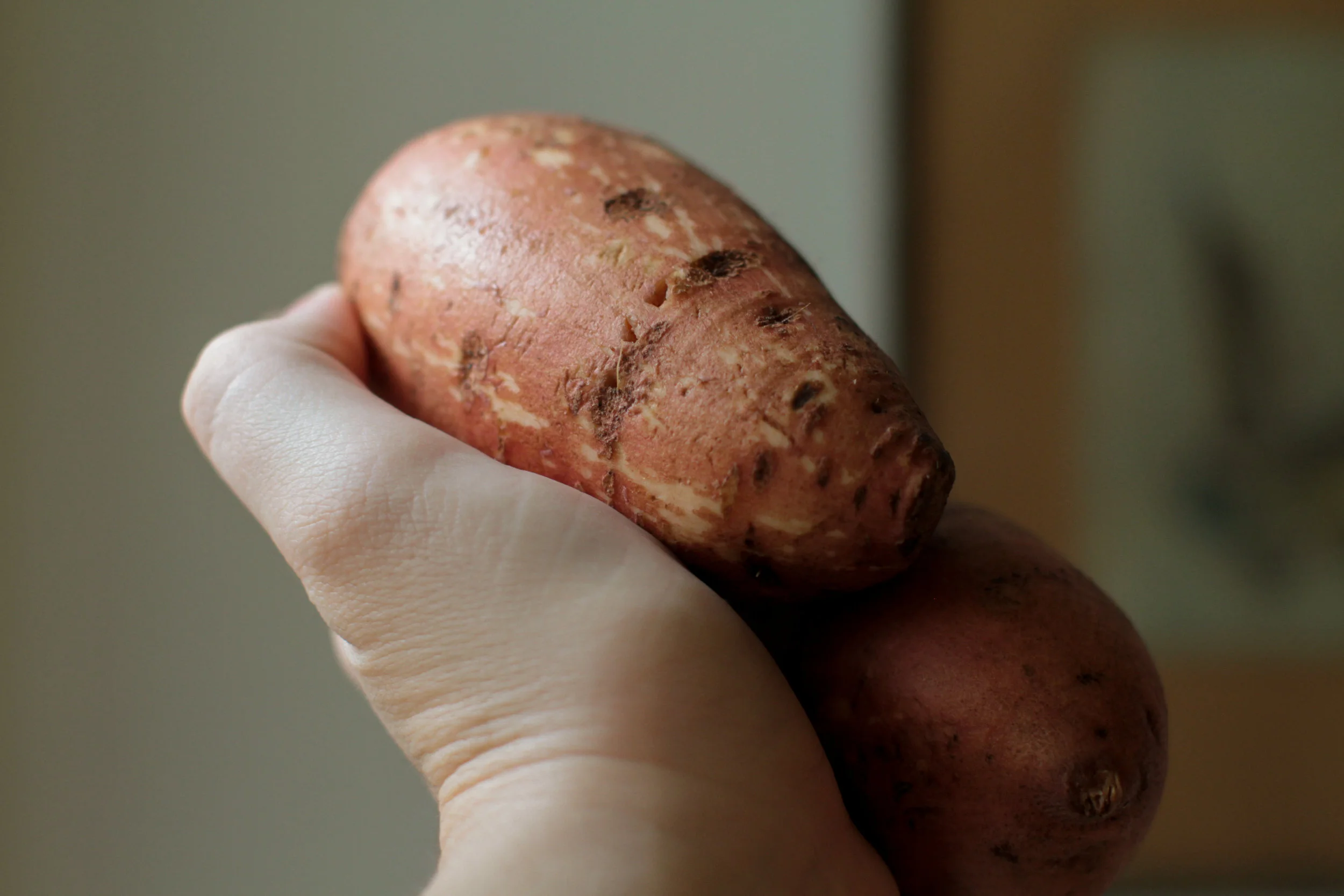 IMG_5669edit_FMF_sweetpotatoes_Process.jpg