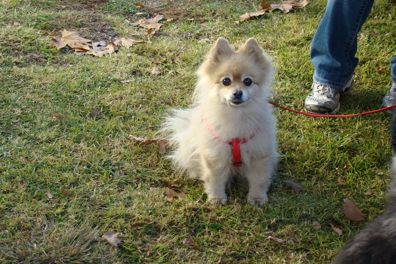 Bring your fur baby - we've thought of them too!