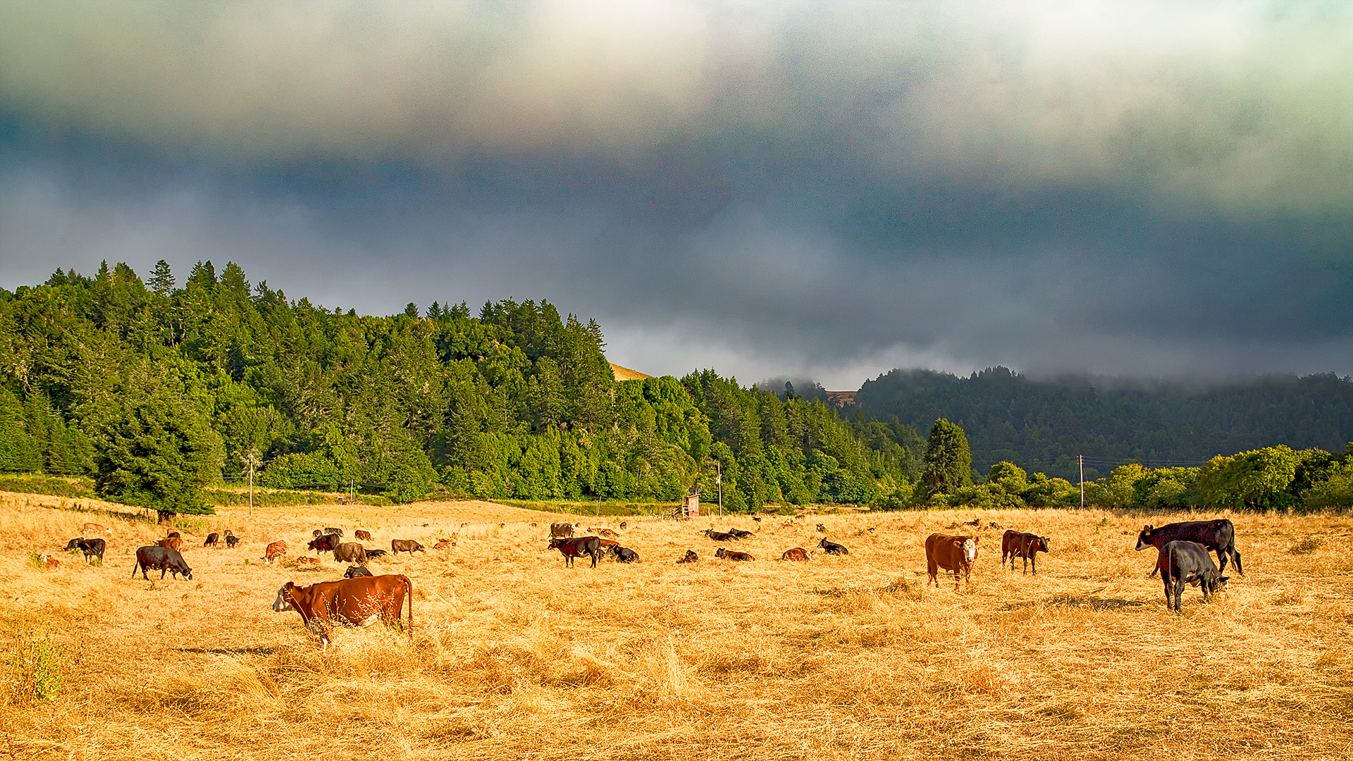 Casini-Cow-Pasture_IMG_1312.jpg