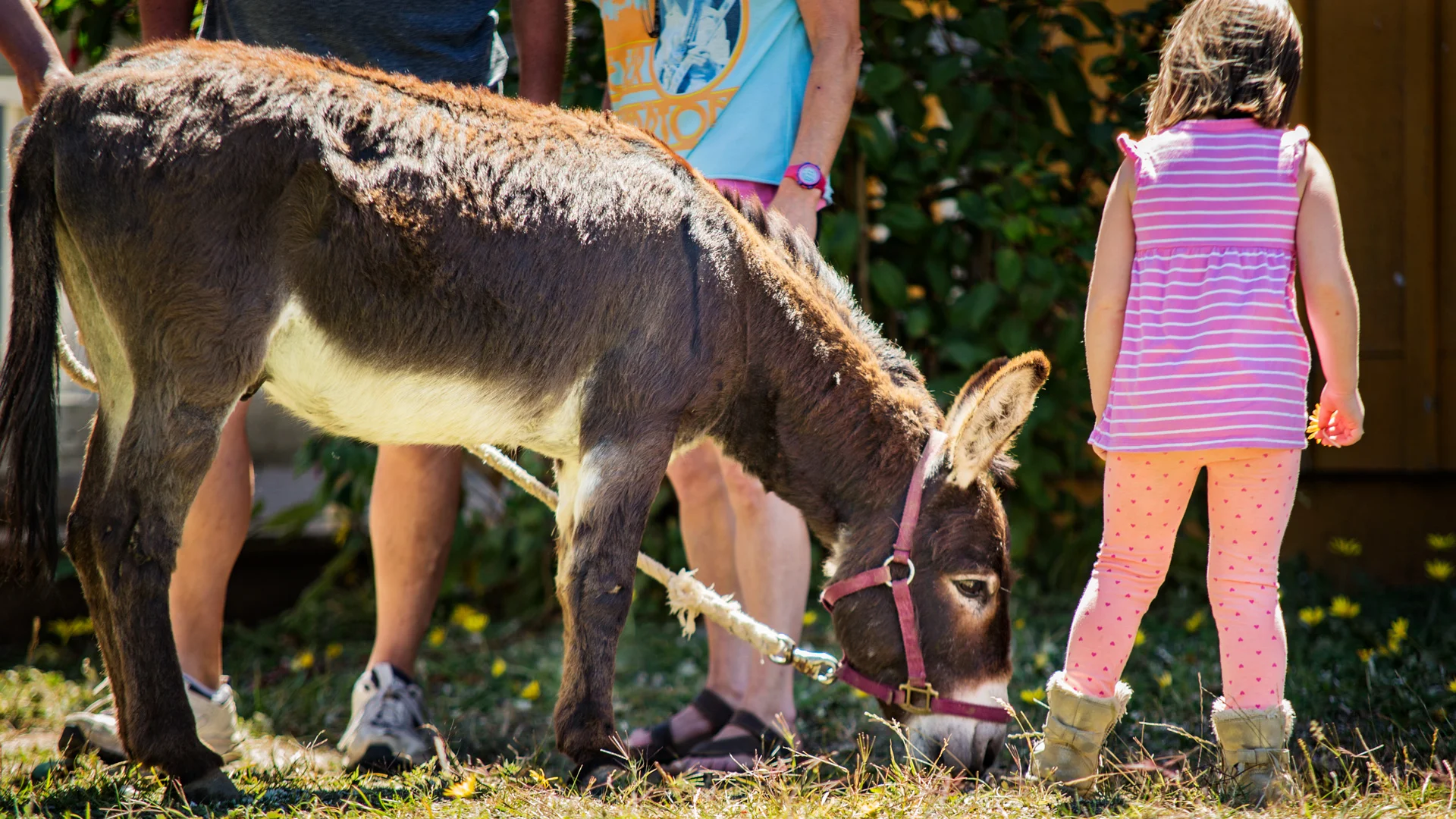 Charlie-Donkey_IMG_2235.jpg