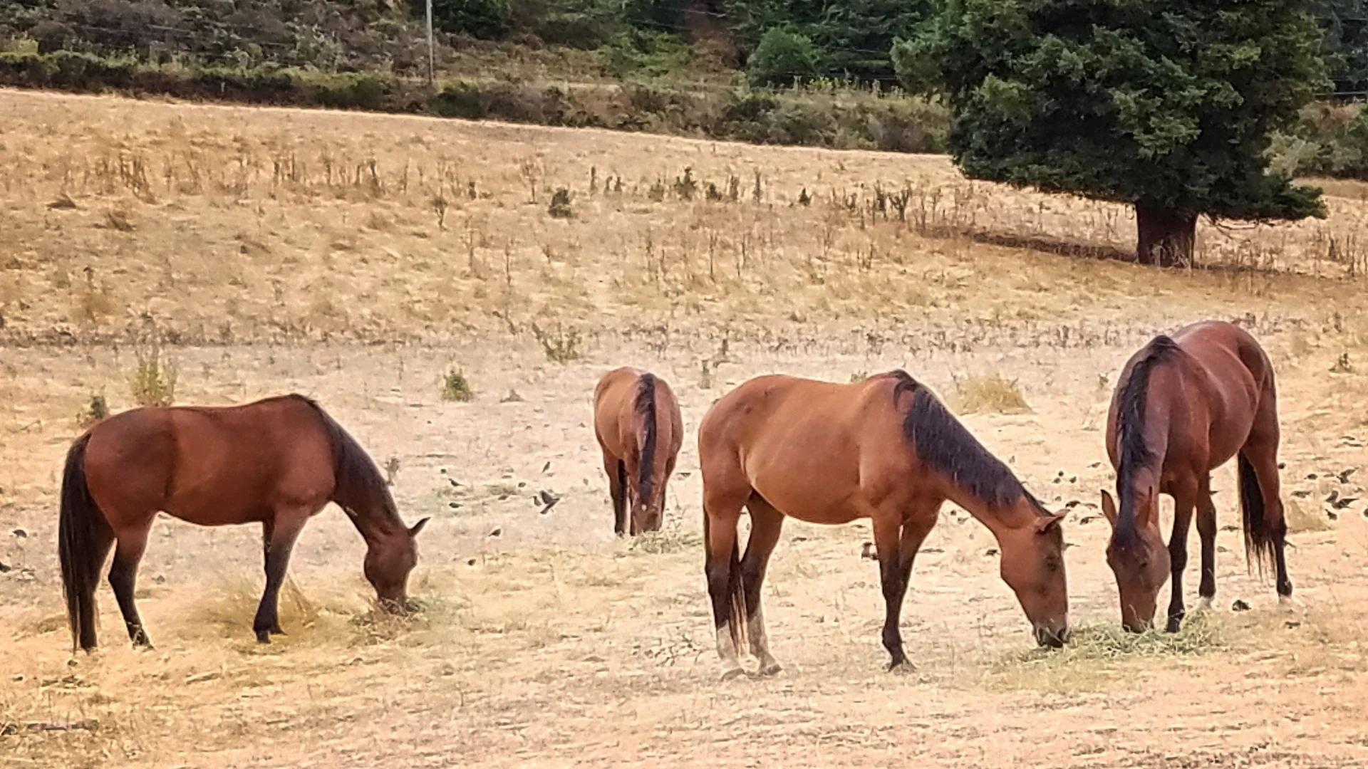 The Casini Horses