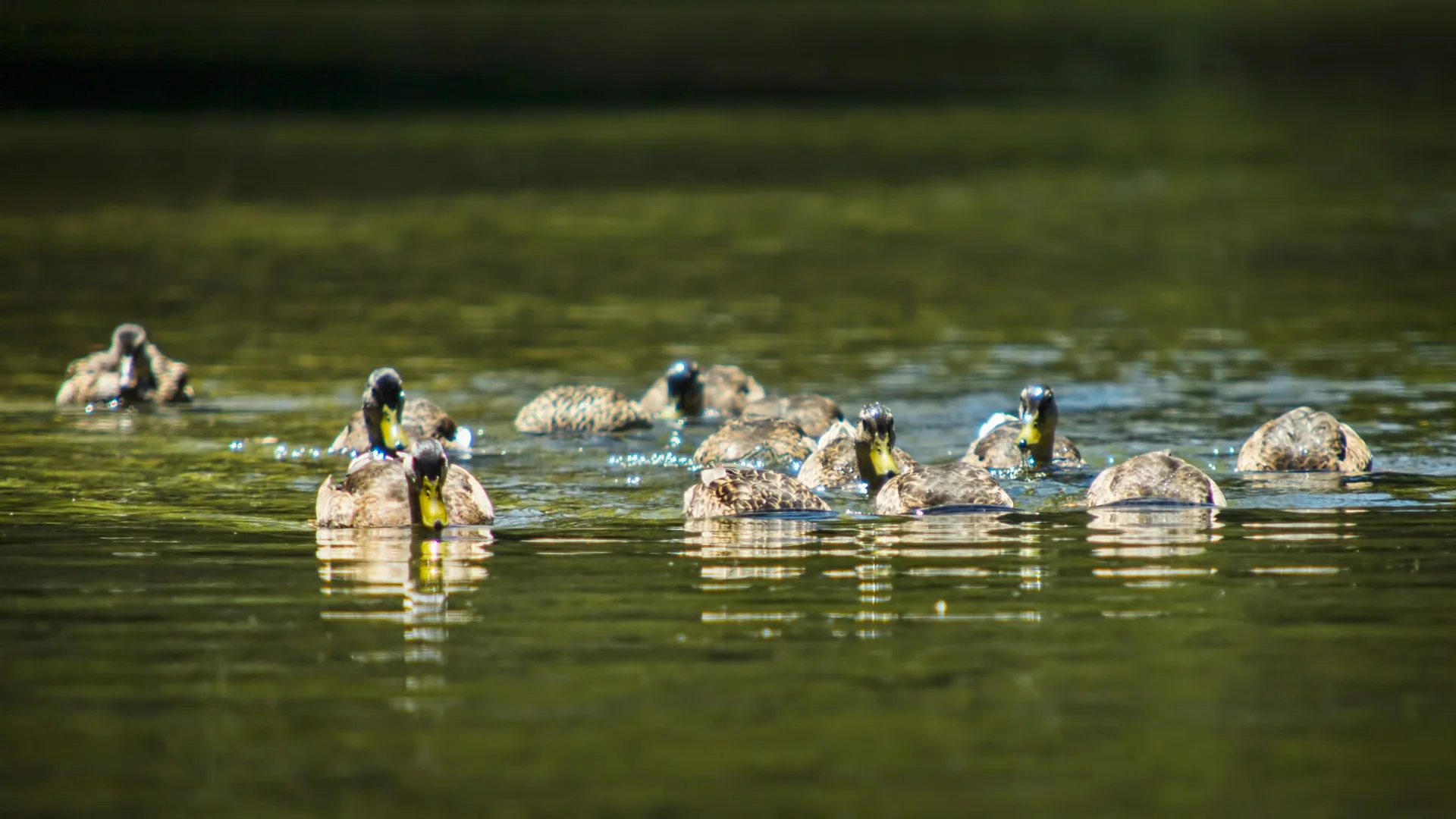 Ducks, Ducks, and Ducks
