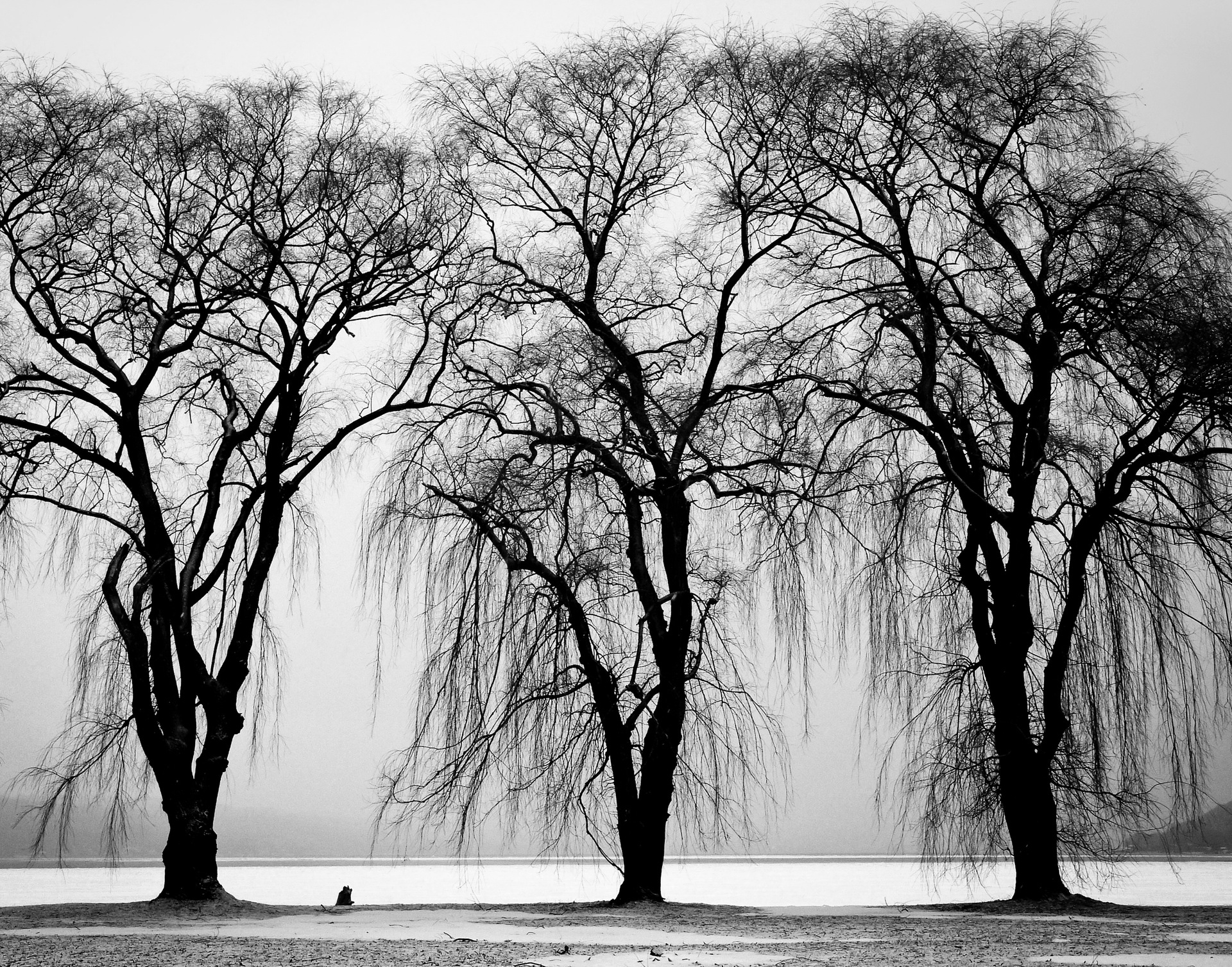 black-and-white-trees-winter-branches.jpg