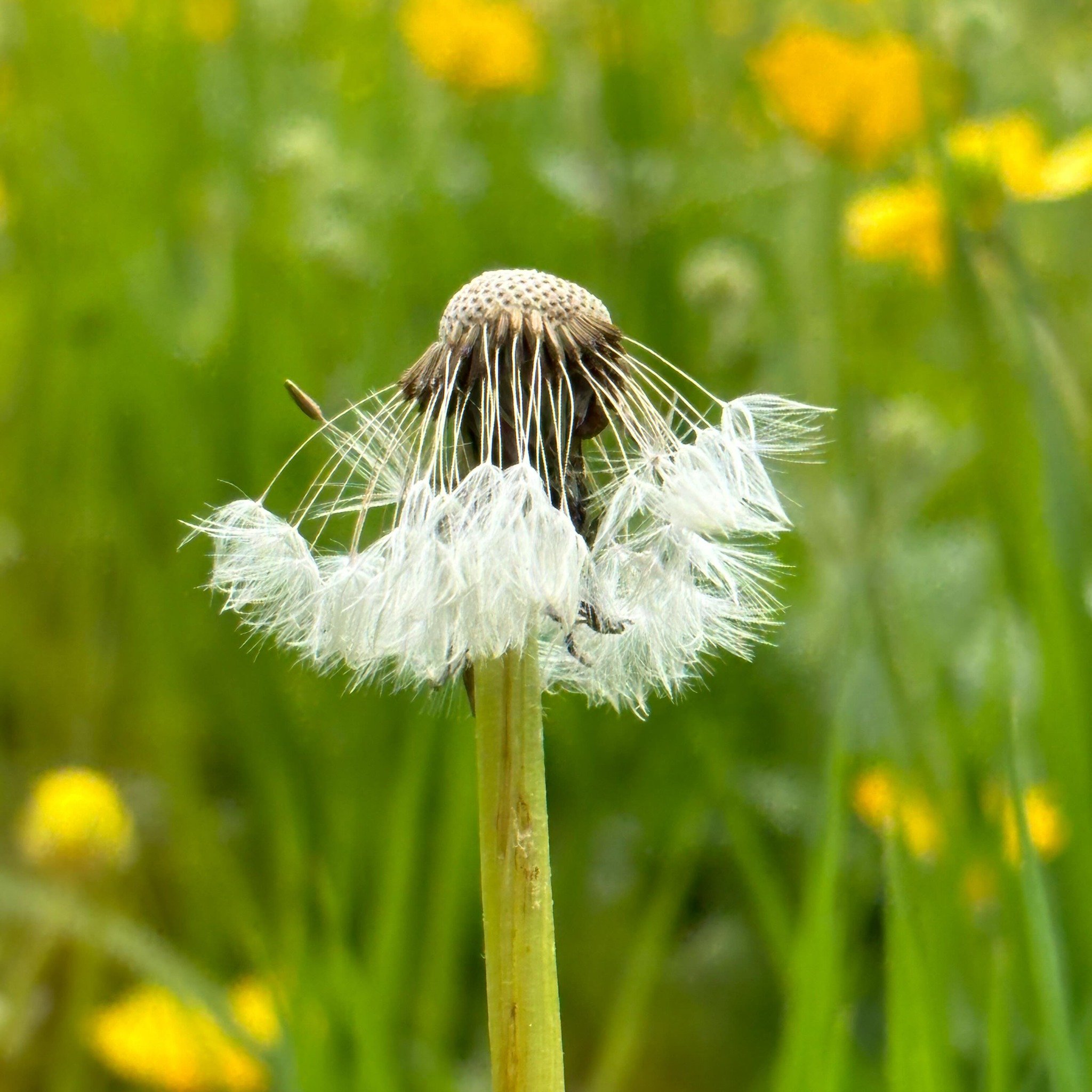 Summer has finally arrived at Marlay Park. I was drawn to a gorgeous bed of yellow buttercups, but it was the scruffy ol&rsquo; dandelion that stole the show!

#dandelion #marlaypark #buttercups #summerdays #childhoodmemories