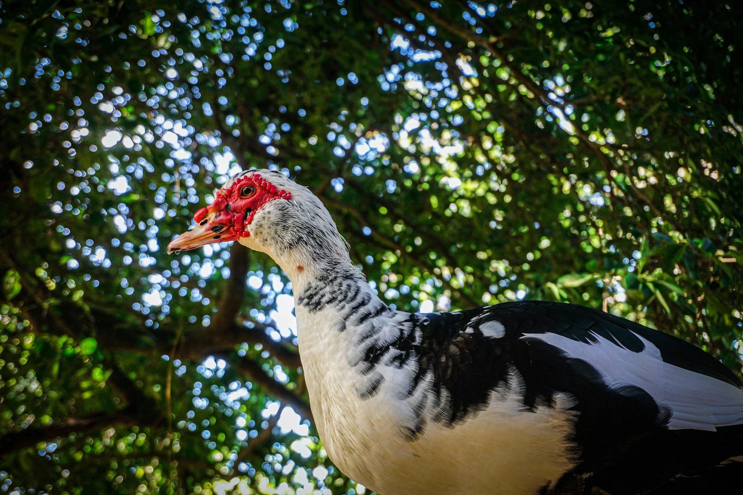 Discovering Muscovy Ducks: Origins, Traits, and Adaptability