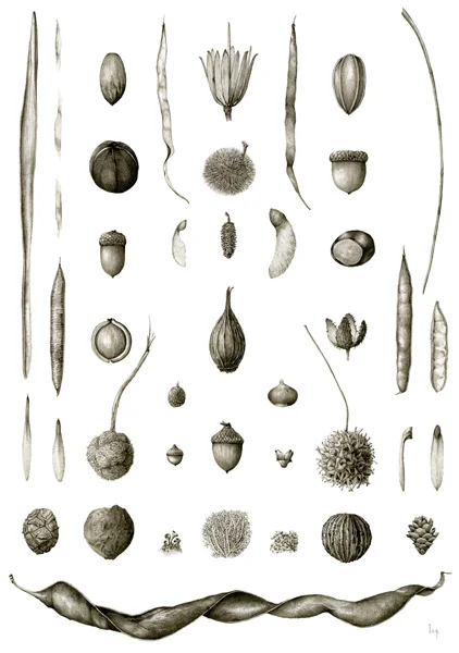 January Catalpa bignonioides, Quercus montana, Apocynum cannabinum, Liriodendron tulipifera, Carya illinoinensis, Juglans nigra, Carya tomentosa, Castanea dentata, Quercus rubra, Quercus alba, Acer saccharum, Betula lenta var. lenta, Acer saccharinum, Aesculus flava, Cercis canadensis, Carya glabra, Calycanthus floridus, Fagus grandifolia, Robinia pseudoacacia, Fraxinus americana, Fraxinus pennsylvanica, Platanus occidentalis, Quercus phellos, Quercus coccinea, Corylus americana, Hamamelis virginiana, Liquidambar styraciflua, Liriodendron tulipifera, Taxodium distichum, Juglans nigra, Cladonia sp., Flavoparmelia sp., Tsuga canadensis, Gleditsia triacanthos