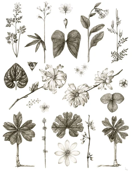 March Corydalis flavula, Cardamine concatenata, Jeffersonia diphylla, Mertensia virginica, Cardamine hirsuta, Asarum canadense, Magnolia stellata, Stellaria pubera, Houstonia caerulea, Claytonia virginica, Anemone americana, Podophyllum peltatum, Lindera benzoin, Sanguinaria canadensis, Cercis canadensis