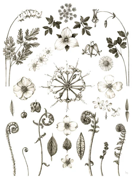 April Dicentra cucullaria, Zizia aptera, Trillium grandiflorum, Aquilegia canadensis, Thalictrum thalictroides, Dicentra exima, Erigeron pulchellus, Podophyllum peltatum, Rhododendron periclymenoides, Stylophorum diphyllum, Asimina triloba, Phlox divaricata, Polystichum acrostichoides, Adiantum pedatum, Dryopteris marginalis, Cornus florida, Chrysogonum virginianum, Erythronium americanum, Osmundastrum cinnamomeum, Onoclea sensibilis, Matteuccia struthiopteris