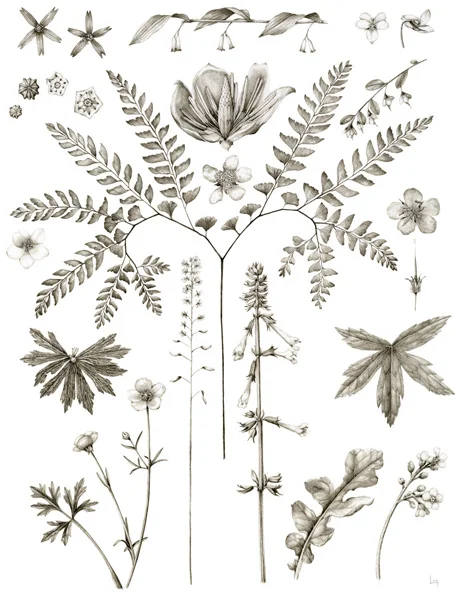 May Silene virginica, Polygonatum biflorum, Viola striata, Kalmia latifolia, Liriodendron tulipifera, Vaccinium stamineum, Adiantum pedatum, Rubus allegheniensis, Anemone virginiana, Geranium maculatum, Ranunculus bulbosus, Tiarella cordifolia, Salvia lyrata, Cynoglossum virginianum