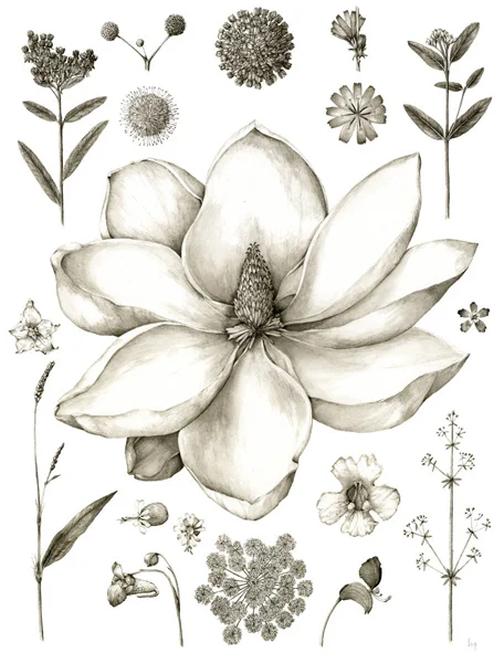 July Asclepias tuberosa, Cephalanthus occidentalis, Asclepias syriaca, Cichorium intybus, Apocynum cannabinum, Solanum carolinense, Magnolia grandiflora, Dianthus armeria, Persicaria longiseta, Silene latifolia, Impatiens capensis, Daucus carota, Catalpa bignonioides, Commelina communis, Galium aparine