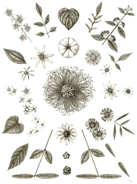 September Clematis virginiana, Ipomoea pandurata, Centaurea stoebe, Callicarpa americana, Helianthus divaricatus, Bidens frondosa, Verbesina alternifolia, Verbesina occidentalis, Passiflora incarnata, Bidens aristosa, Symphyotrichum cordifolium, Eurybia divaricata, Euonymus americanus, Rudbeckia hirta, Symphyotrichum novae-angliae