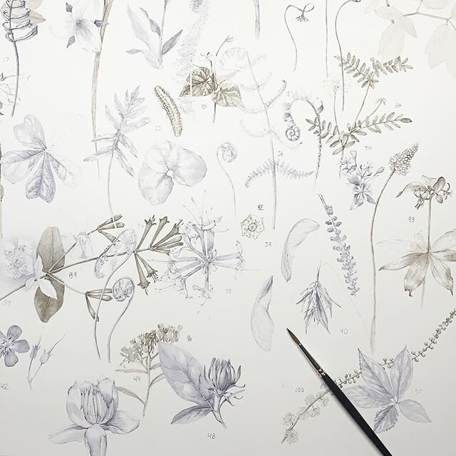 About Lara Call Gastinger Botanical Art About Lara Call Gastinger Botanical Art