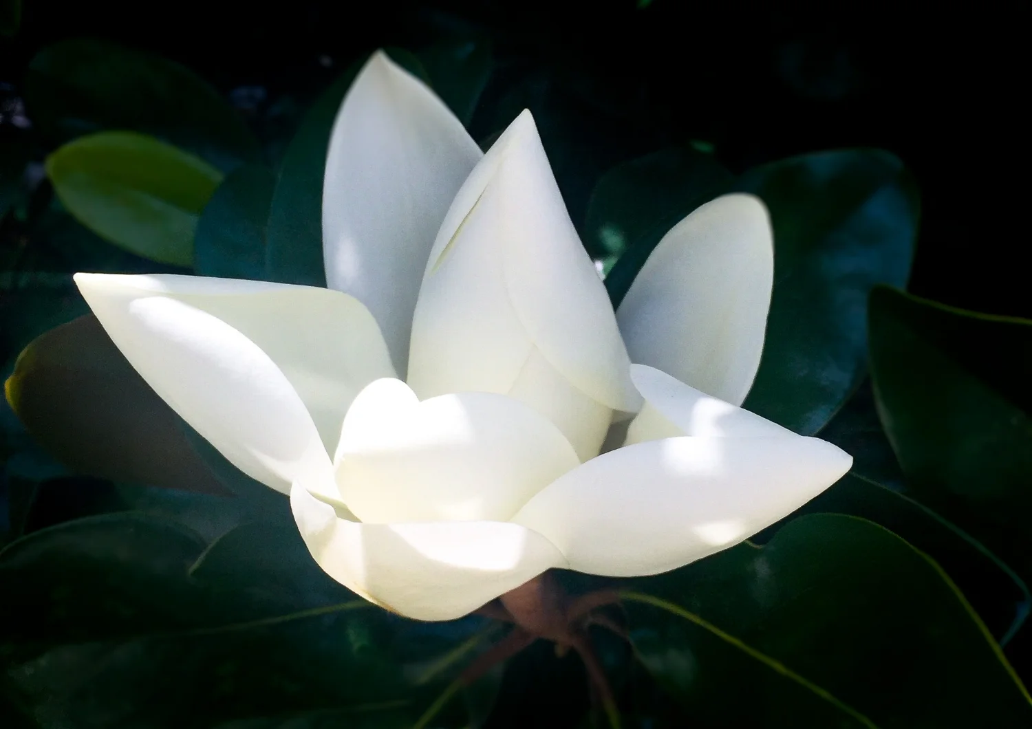 Magnolia-Dental-Banner.jpg