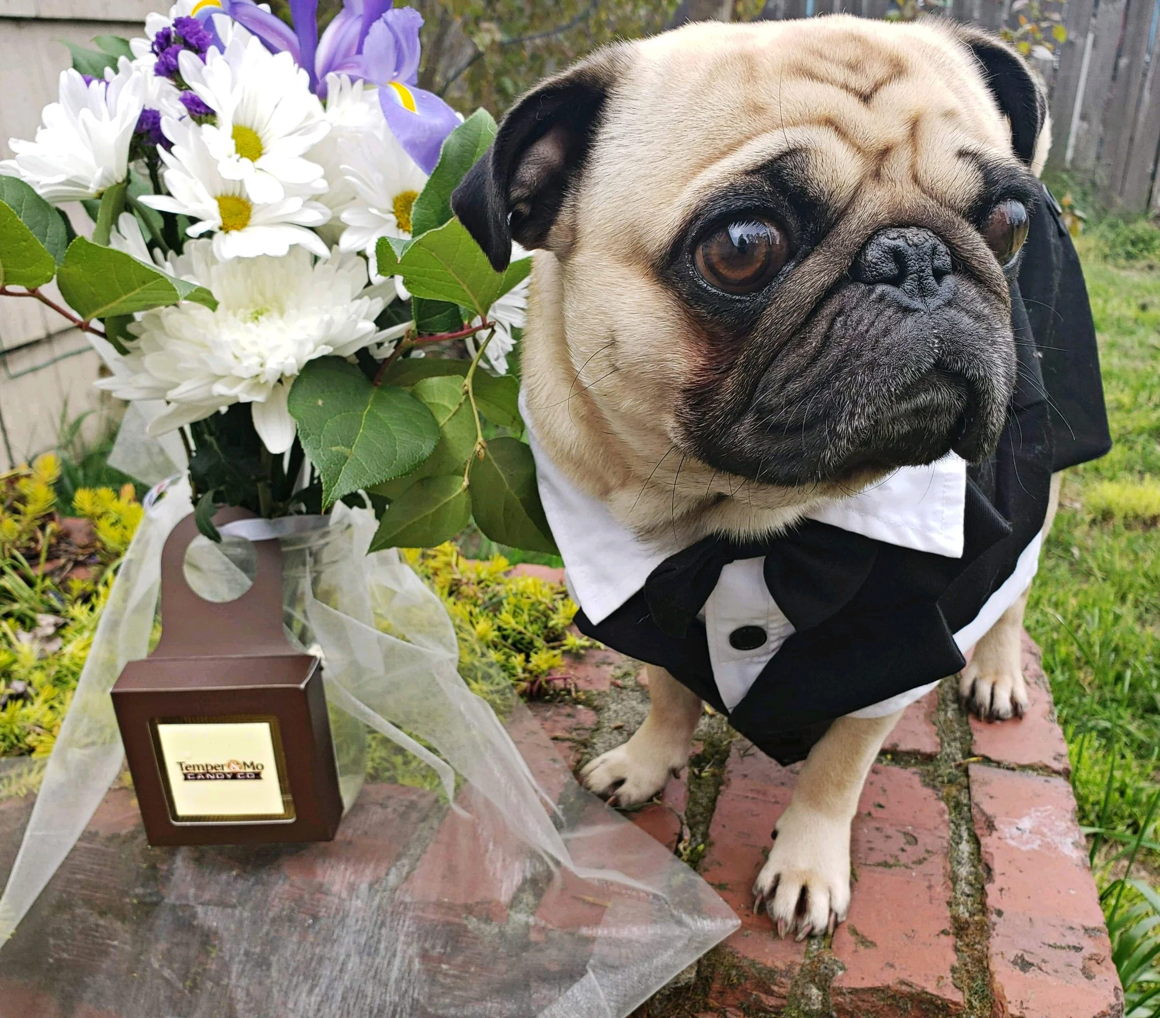 pug-IMG_9608.jpg