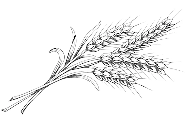 wheat.jpg
