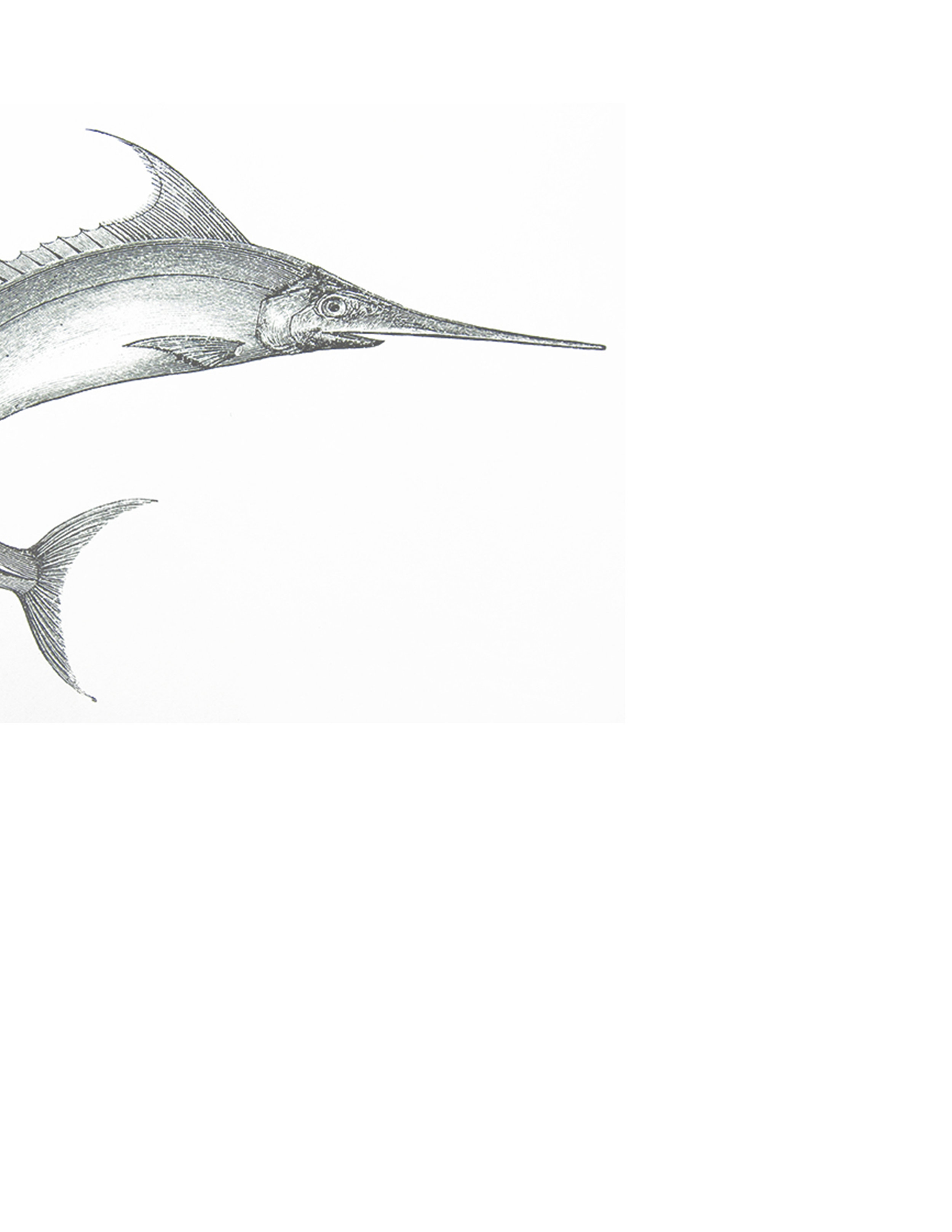 swordfish.jpg