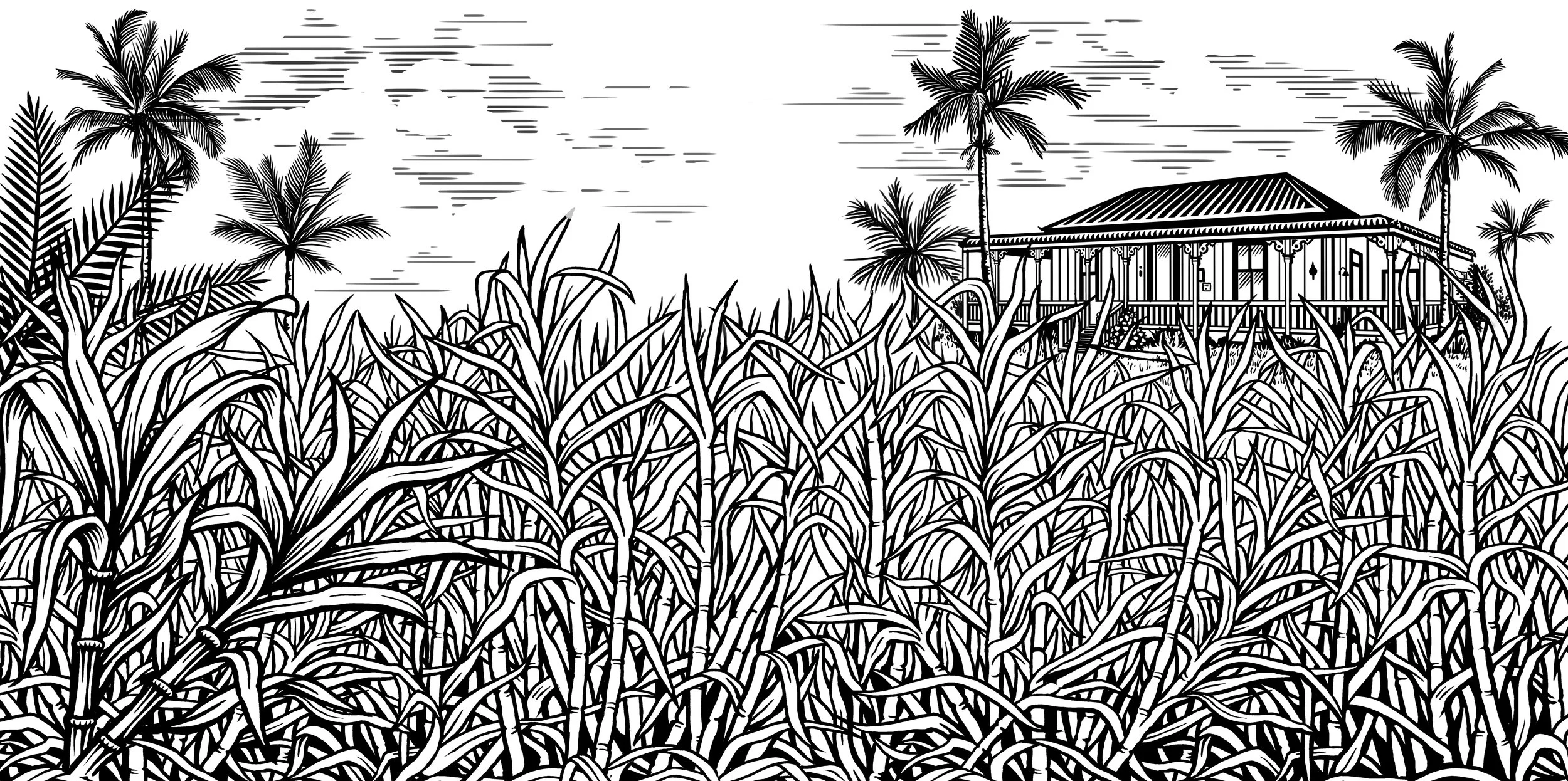 Bundaberg illustration.jpg