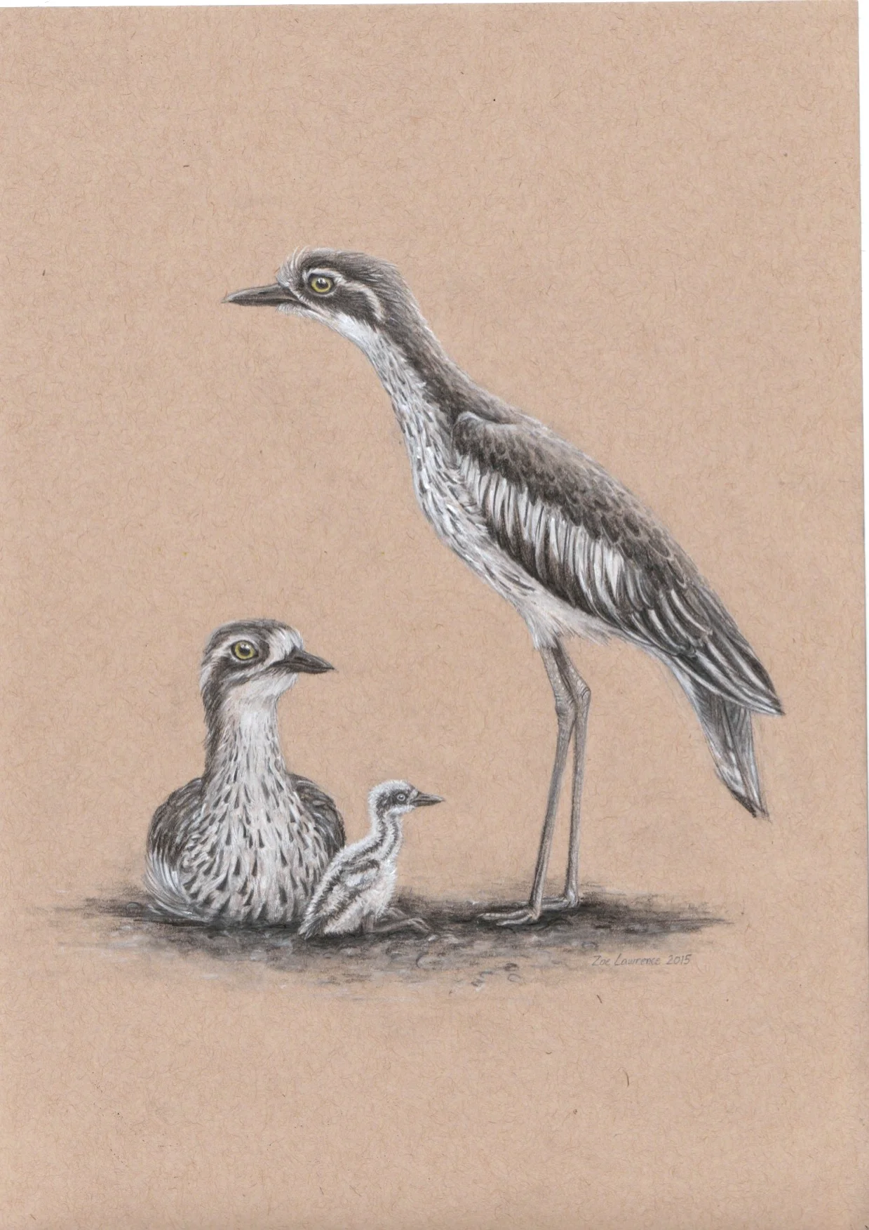 ZoeLawrence_Curlew.jpg