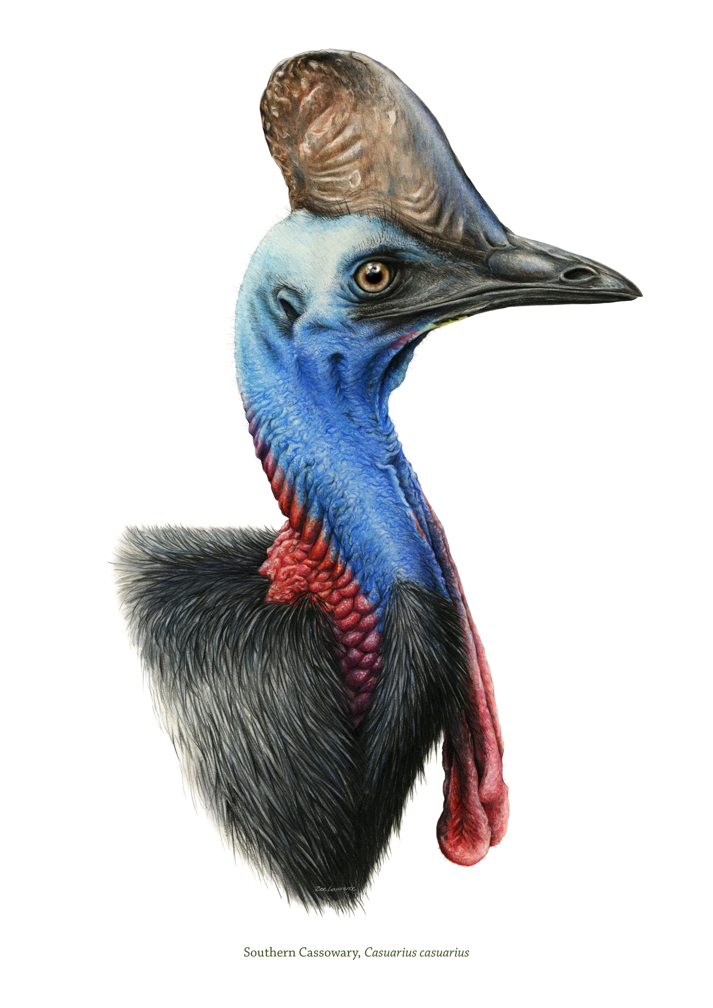 ZoeLawrence_Cassowary.jpg