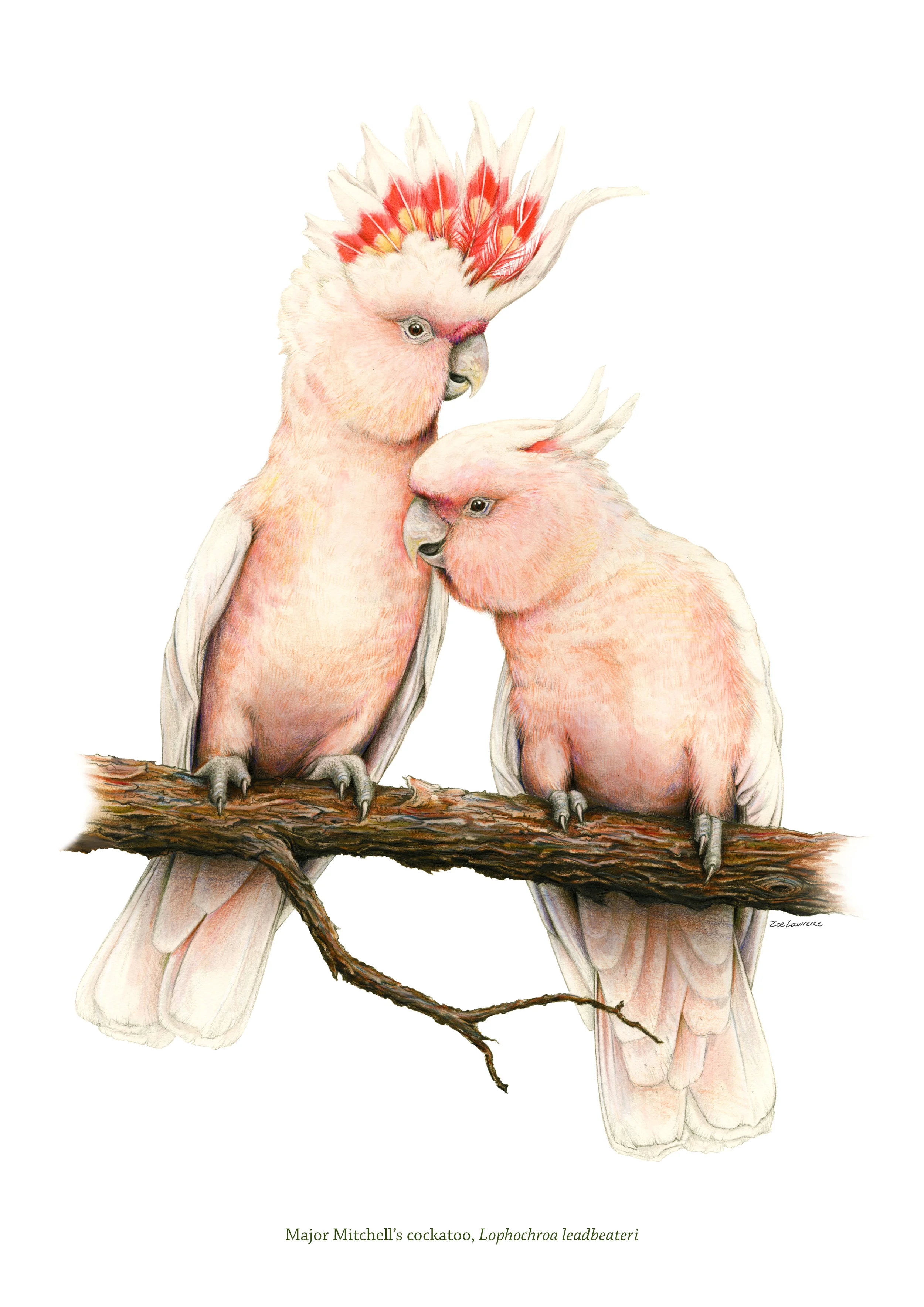 ZoeLawrence_MajorMitchellCockatoo.jpg