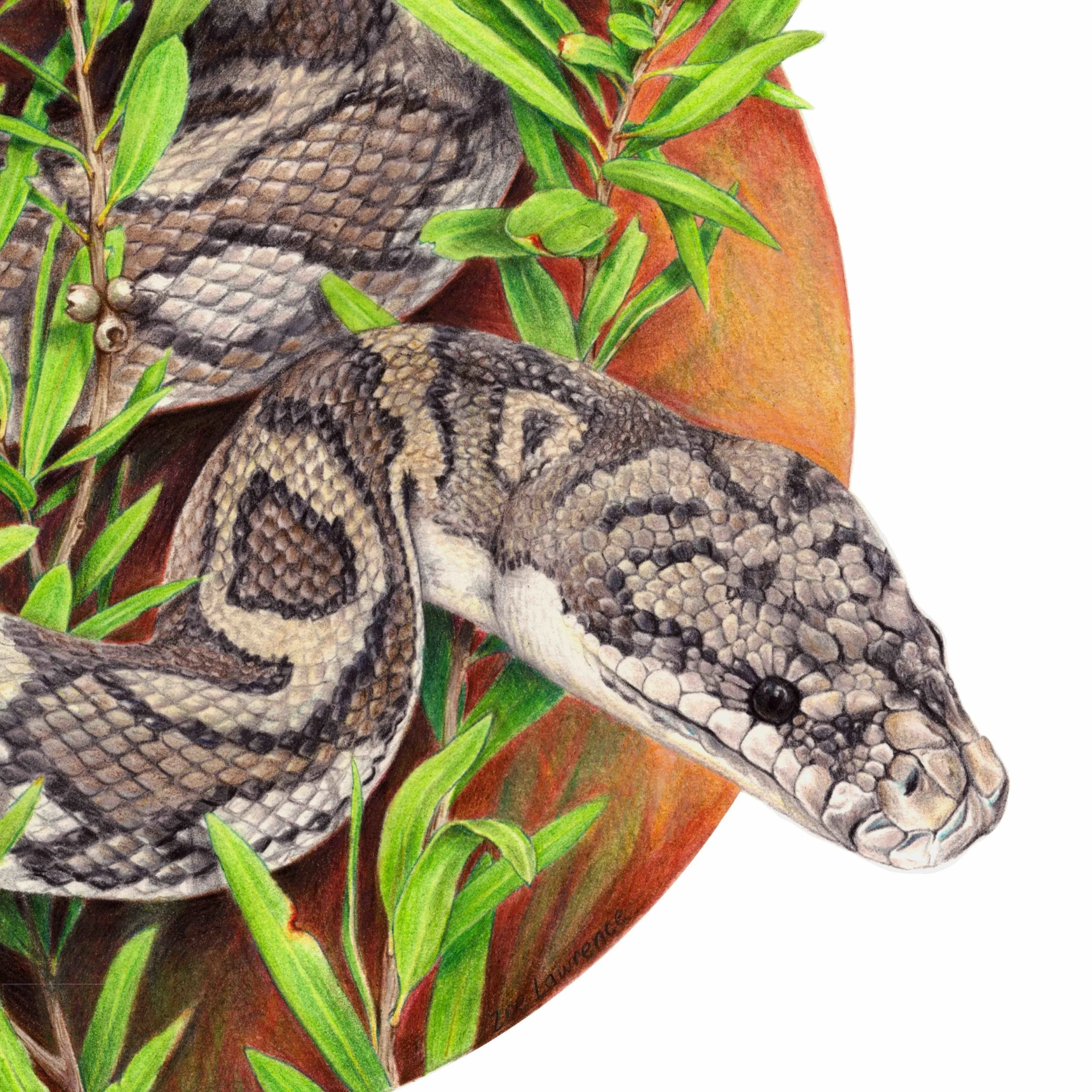 ZoeLawrence_CarpetPythonClose.jpg