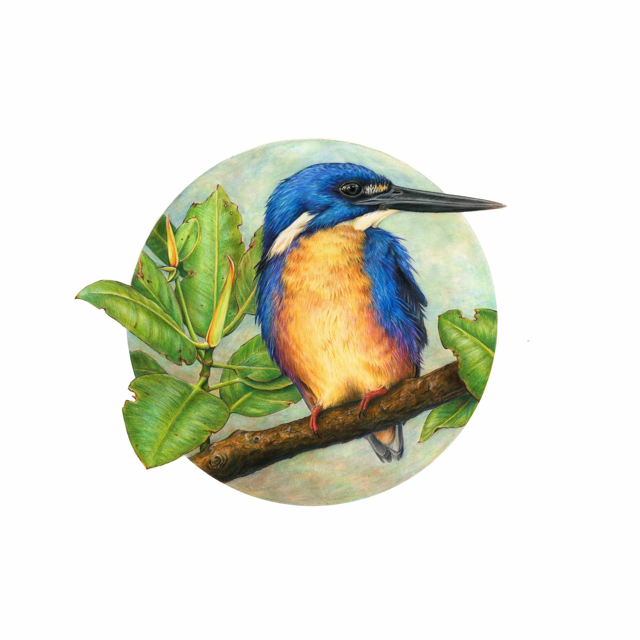 ZoeLawrence_AzureKingfisherWeb.jpg