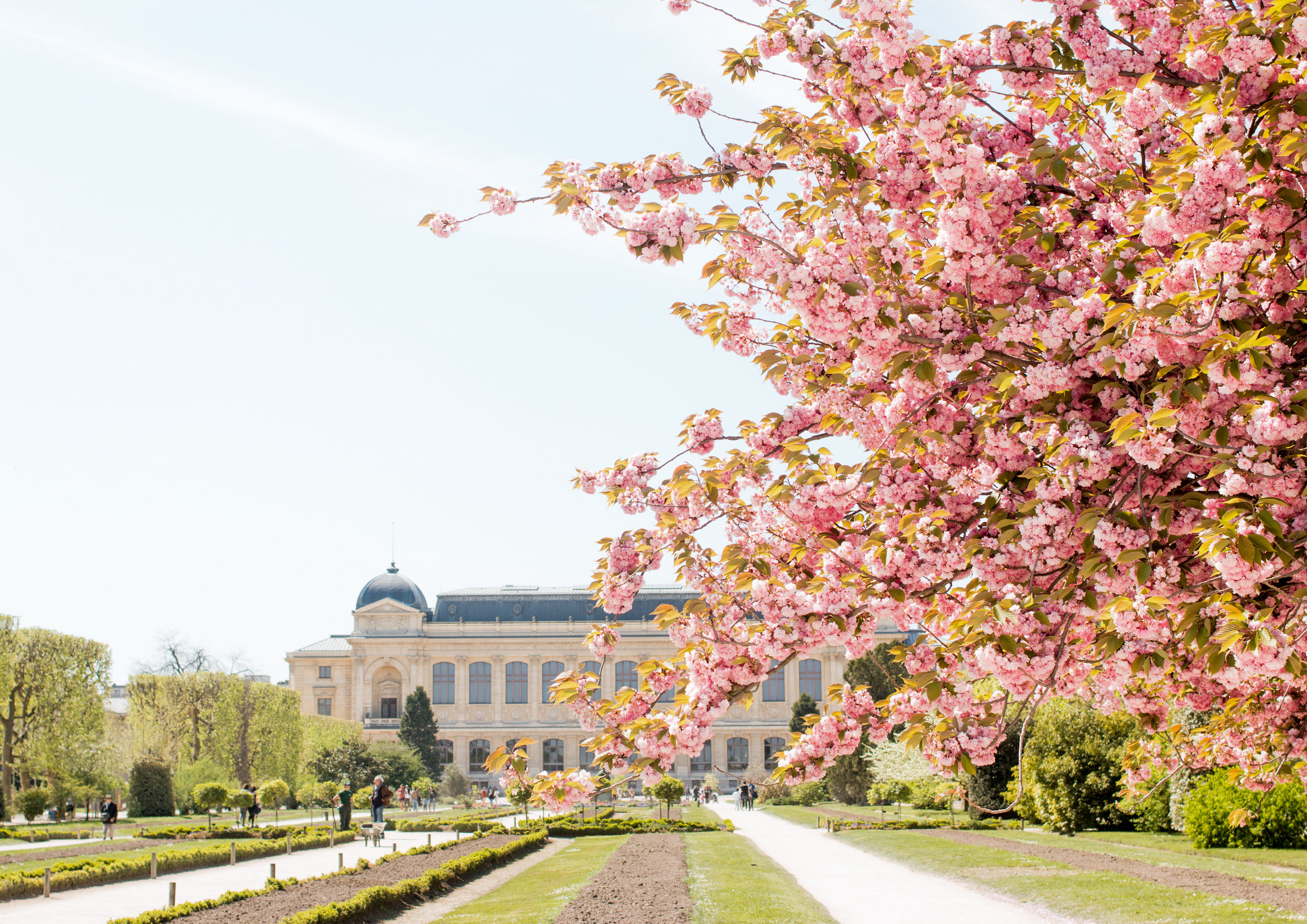 10 Places to See The Cherry Blossoms Bloom in Paris 
