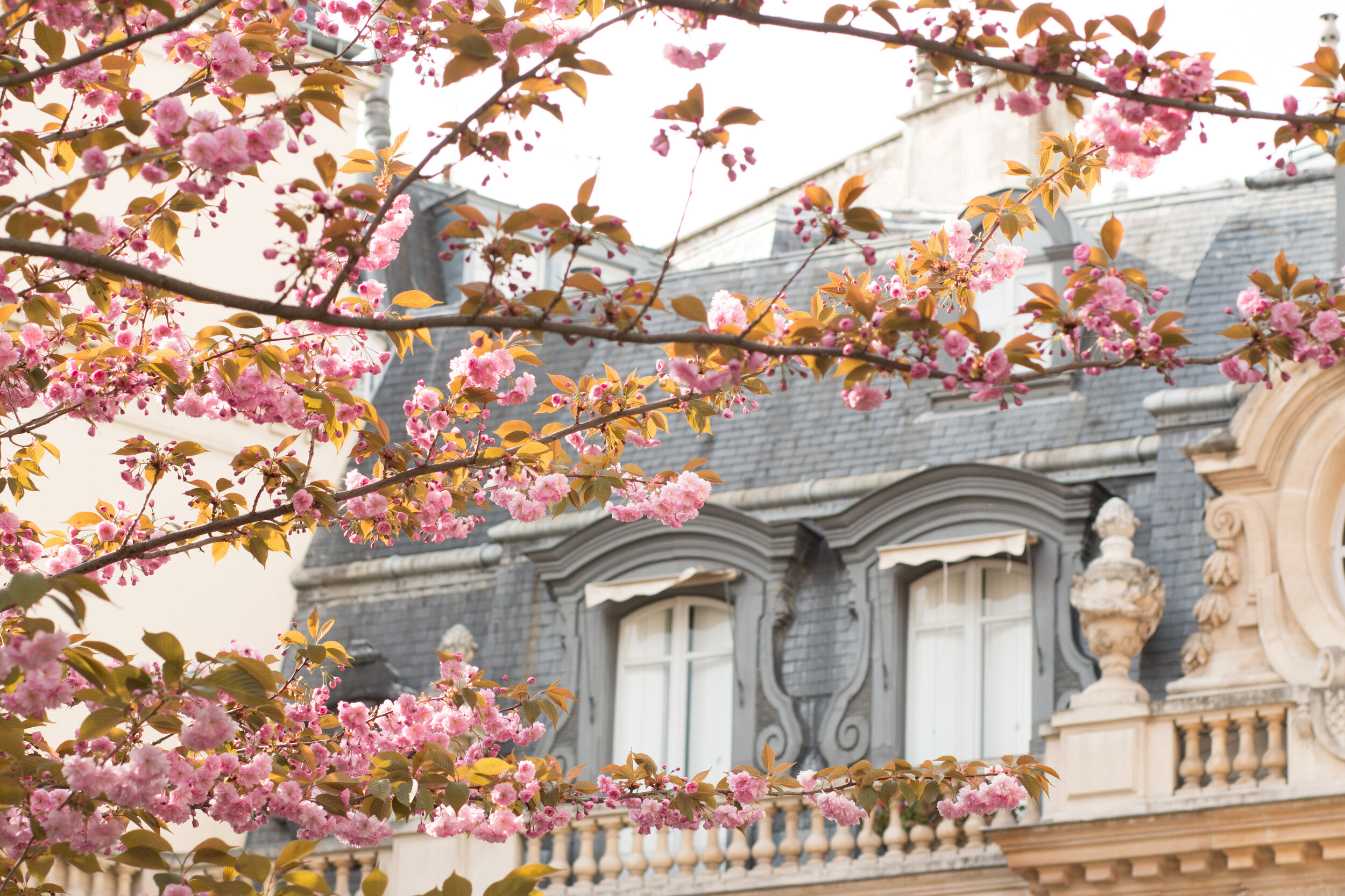 Where to See Paris in Bloom