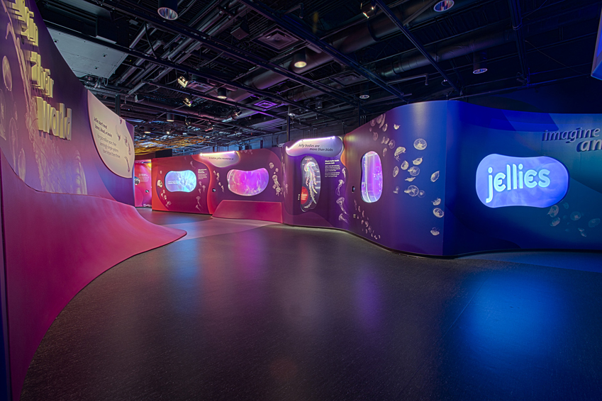 jellyexhibit002.jpg