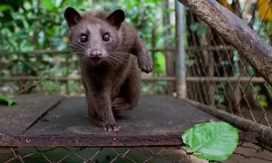 Luwak in a cage