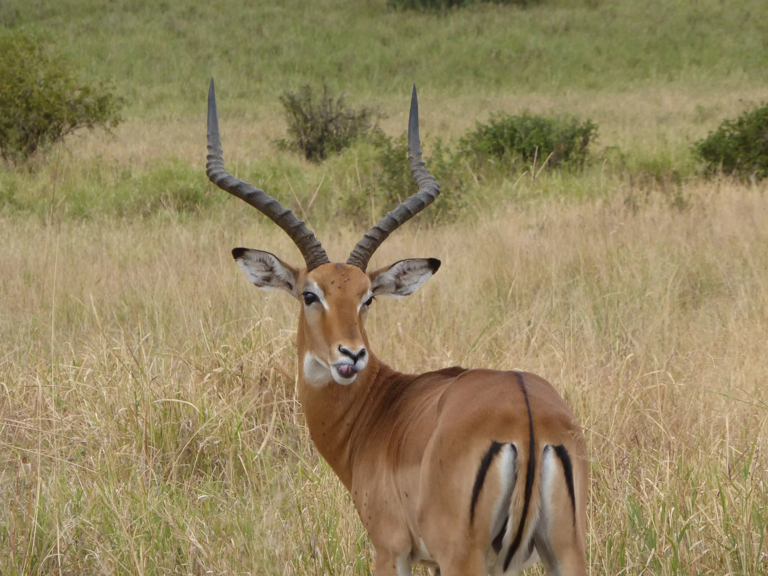 Impala.jpg