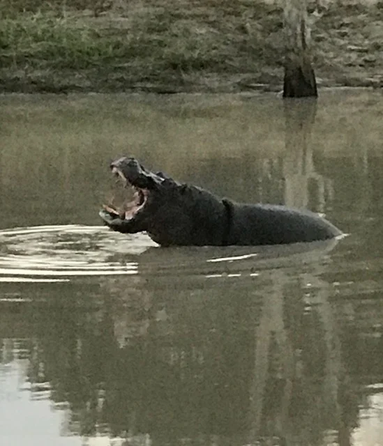 hippo.jpg