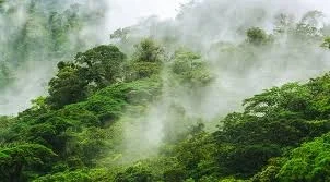 cloudforest.jpg